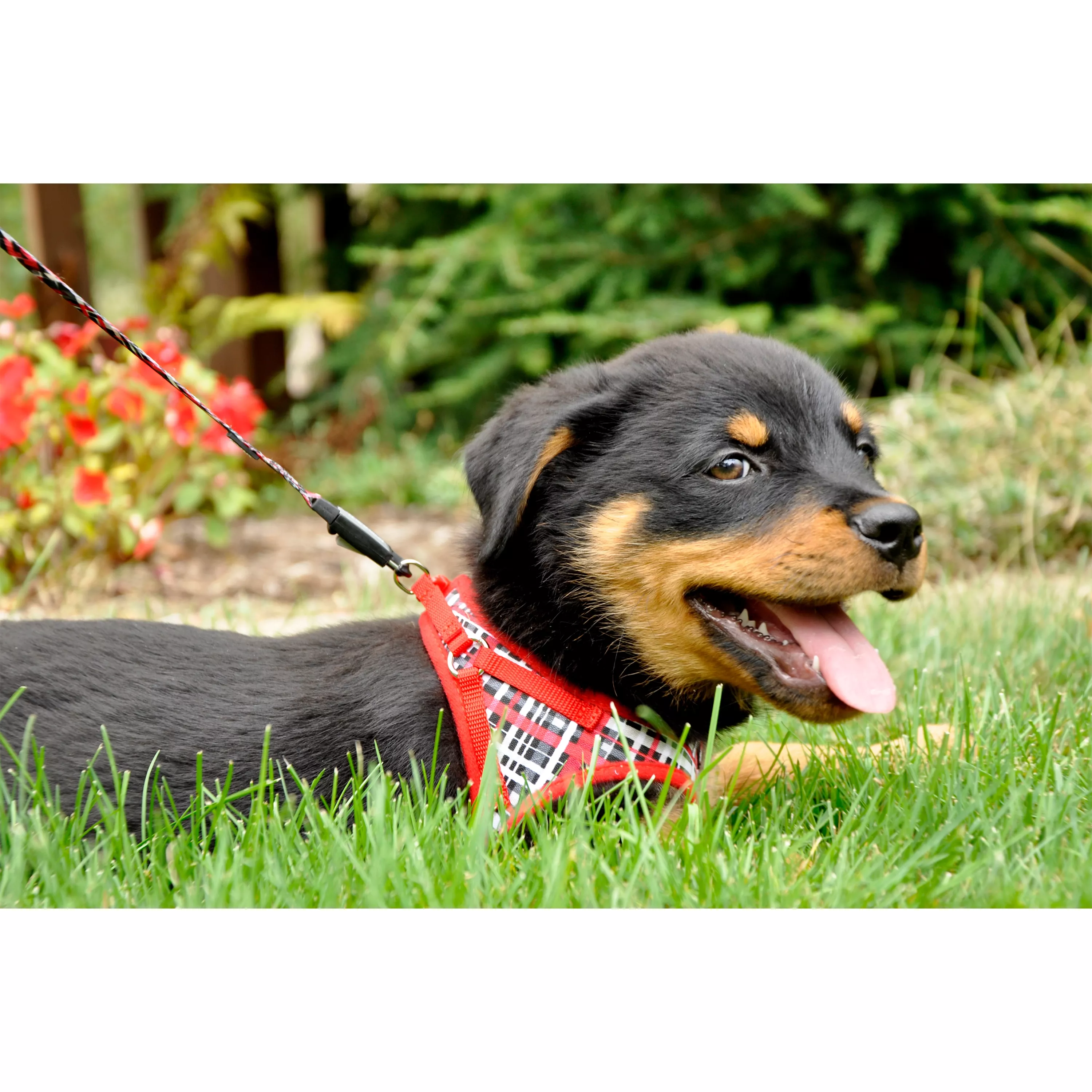Photo of a  black dog sitting on green grass wearing the Li'l Pals Canvas Dog Harness in Red and Grey Plaid. The harness includes a red canvas frame, black mesh lining, and a plaid patterned chest panel. The dog sits alert in a bright outdoor setting, with grass and trees in the background.