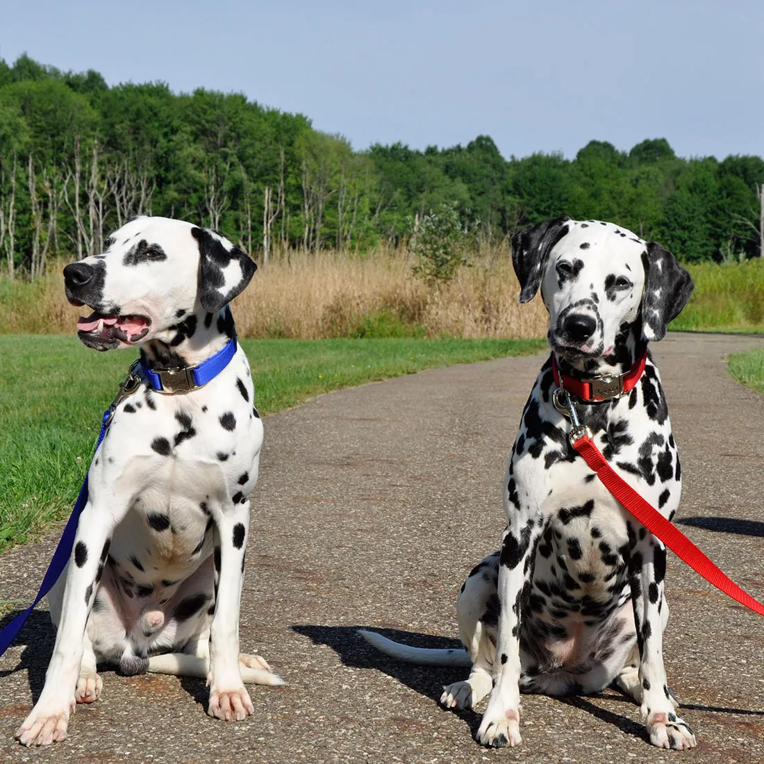 Two dogs sit outdoors on grass wearing single‑ply dog collars and leashes. The dog on the left wears a blue woven nylon collar with a ribbed texture, a silver‑tone metal buckle, and a matching D‑ring attached to a blue nylon leash with a silver‑tone swivel clasp. The dog on the right wears a red woven nylon collar with a ribbed texture, a silver‑tone buckle, and a matching D‑ring attached to a red nylon leash with a silver‑tone clasp. Both dogs are seated in front of a grassy field with trees in the background.