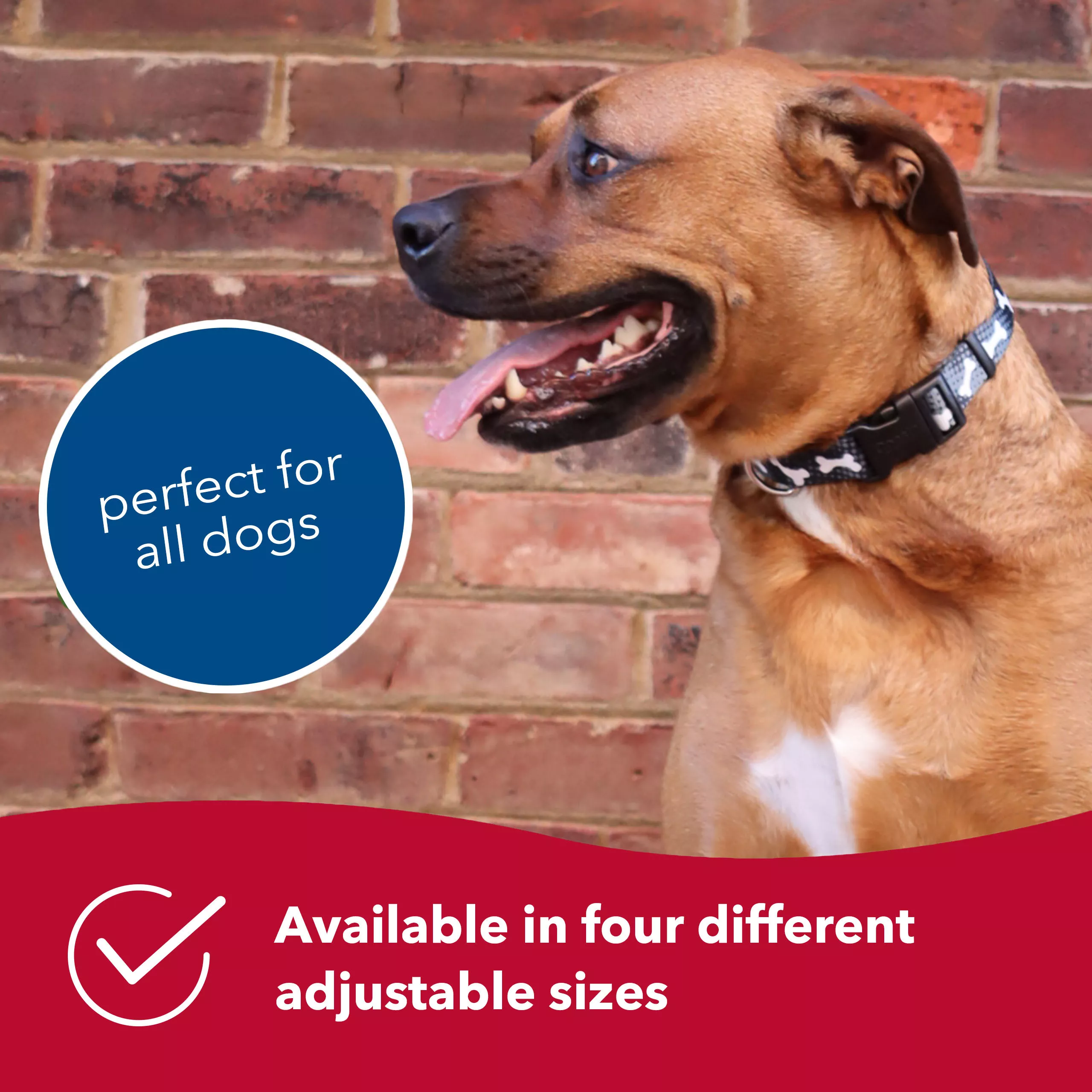 A lifestyle image of a dog wearing a black adjustable dog collar with a white bone pattern. The collar strap is black with repeating white bone shapes. The buckle is black plastic with a contoured shape, and a black metal D‑ring is attached near the buckle. The dog has a brown coat and is sitting outdoors against a brick wall. A blue circular graphic beside the dog contains the printed text “perfect for all dogs.” A red banner at the bottom includes a white checkmark icon and the printed text “Available in four different adjustable sizes.”