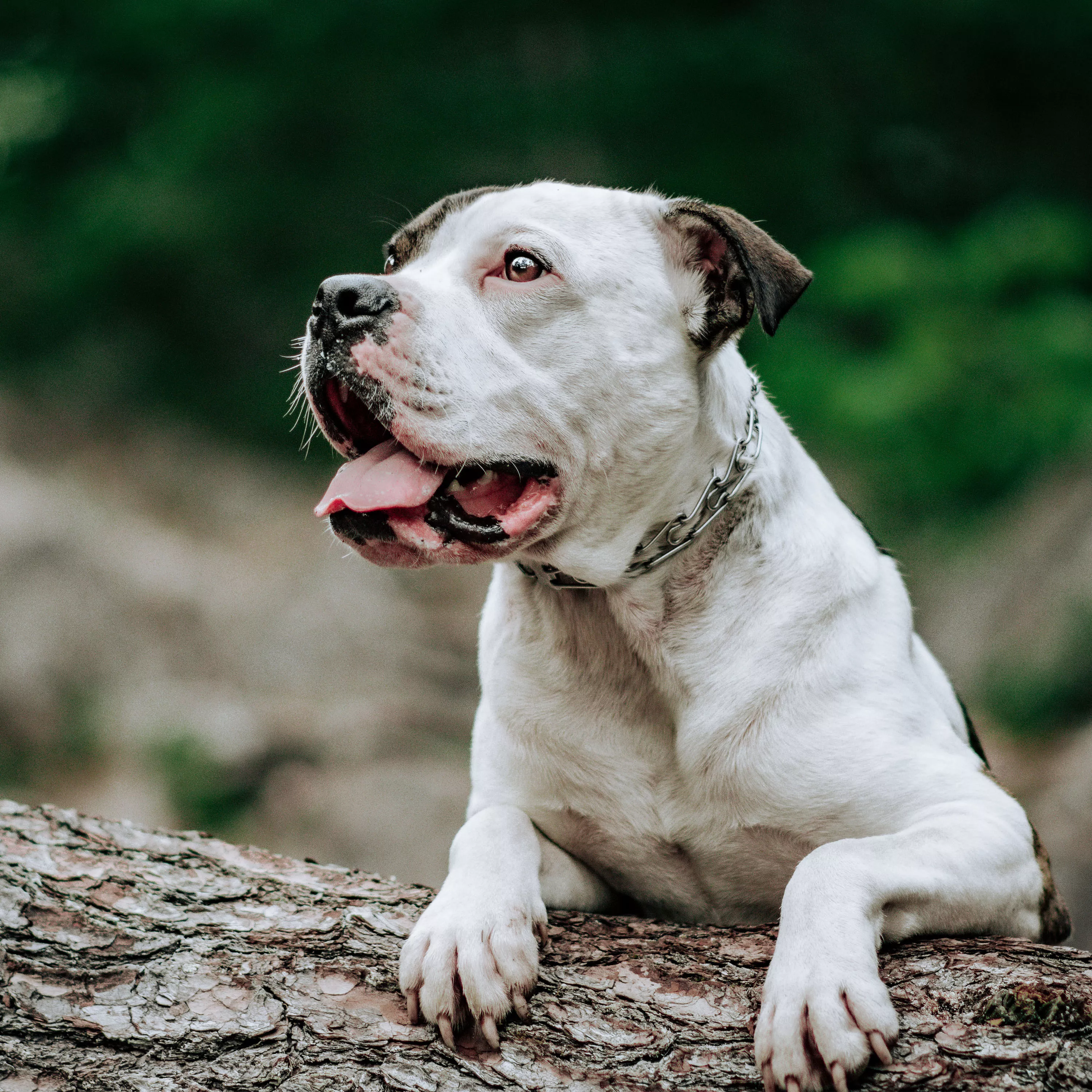 A white and brown dog with a short coat is shown outdoors wearing a stainless steel ULTRA‑PLUS prong training collar. The prong links curve inward evenly around the dog’s neck. A flat center plate is visible at the front. The background includes a large tree trunk, grass, and softly blurred natural scenery.