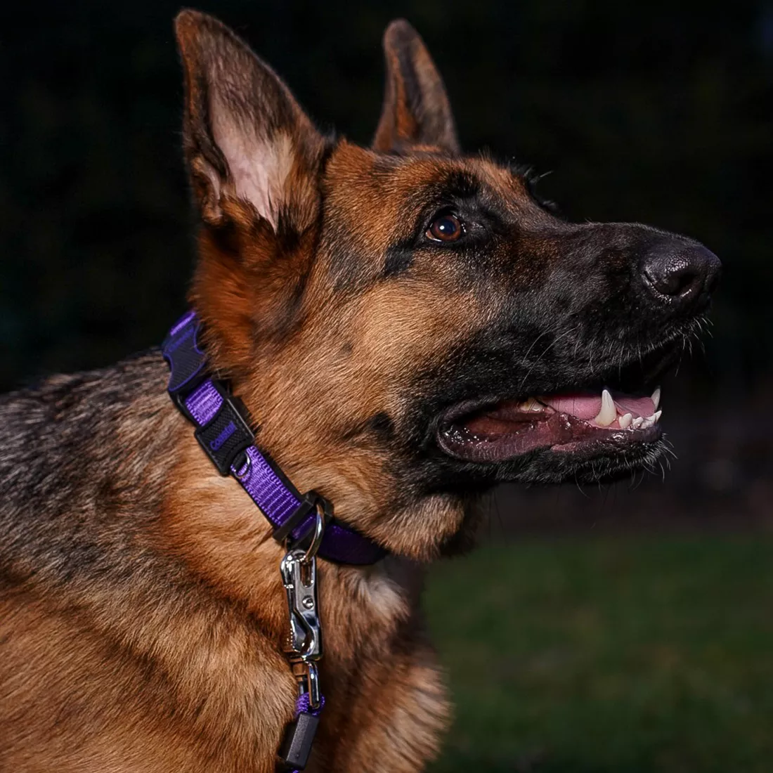 A tan and black dog is sitting outdoors wearing a purple collar and a matching purple leash. The collar consists of a purple strap with black trim and black plastic hardware. The leash strap is purple and connects to the collar with a silver swivel snap. The background includes grass, a fence, and natural daylight.