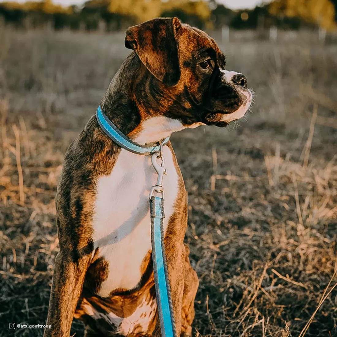 A dog with short brown fur and a white chest sits outdoors on dry grass. The dog wears a bright blue reflective collar with gray hardware and is attached to a matching bright blue reflective leash. The background includes tall grass, dry vegetation, and soft natural daylight.