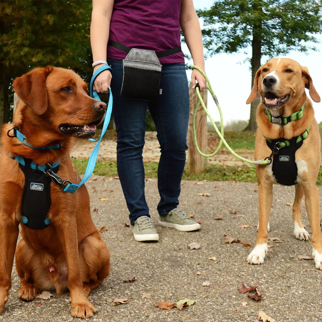 Two dogs stand outdoors wearing matching collar, harness, and leash sets. The dog on the left wears blue gear featuring blue woven straps with reflective stitching and a silver metal snap attaching the blue rope leash. The dog on the right wears green gear with green woven straps and reflective stitching, and a green rope leash attached with a silver snap. Both dogs wear matching harnesses with black padded chest panels and front‑mounted metal D‑rings. The background includes pavement, grass, and natural light.