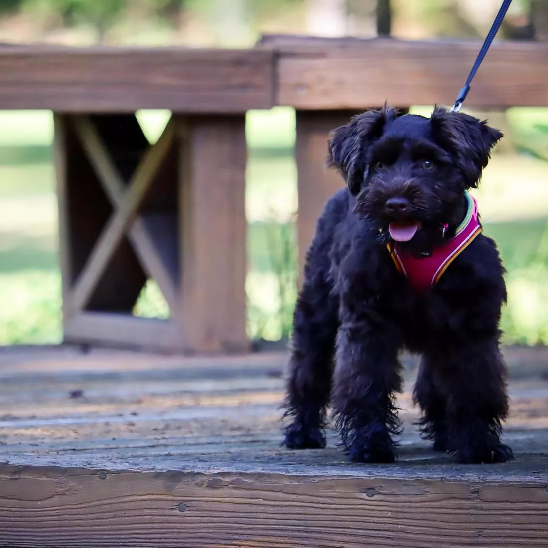 Photo of a  black dog sitting on a wooden walkway wearing the Li'l Pals Comfort Mesh Dog Harness in Pink Bright. The harness displays bright pink mesh with black trim, black plastic buckles, and a silver metal D‑ring on the back. The dog’s leash extends upward from the harness as trees and foliage soften the background.