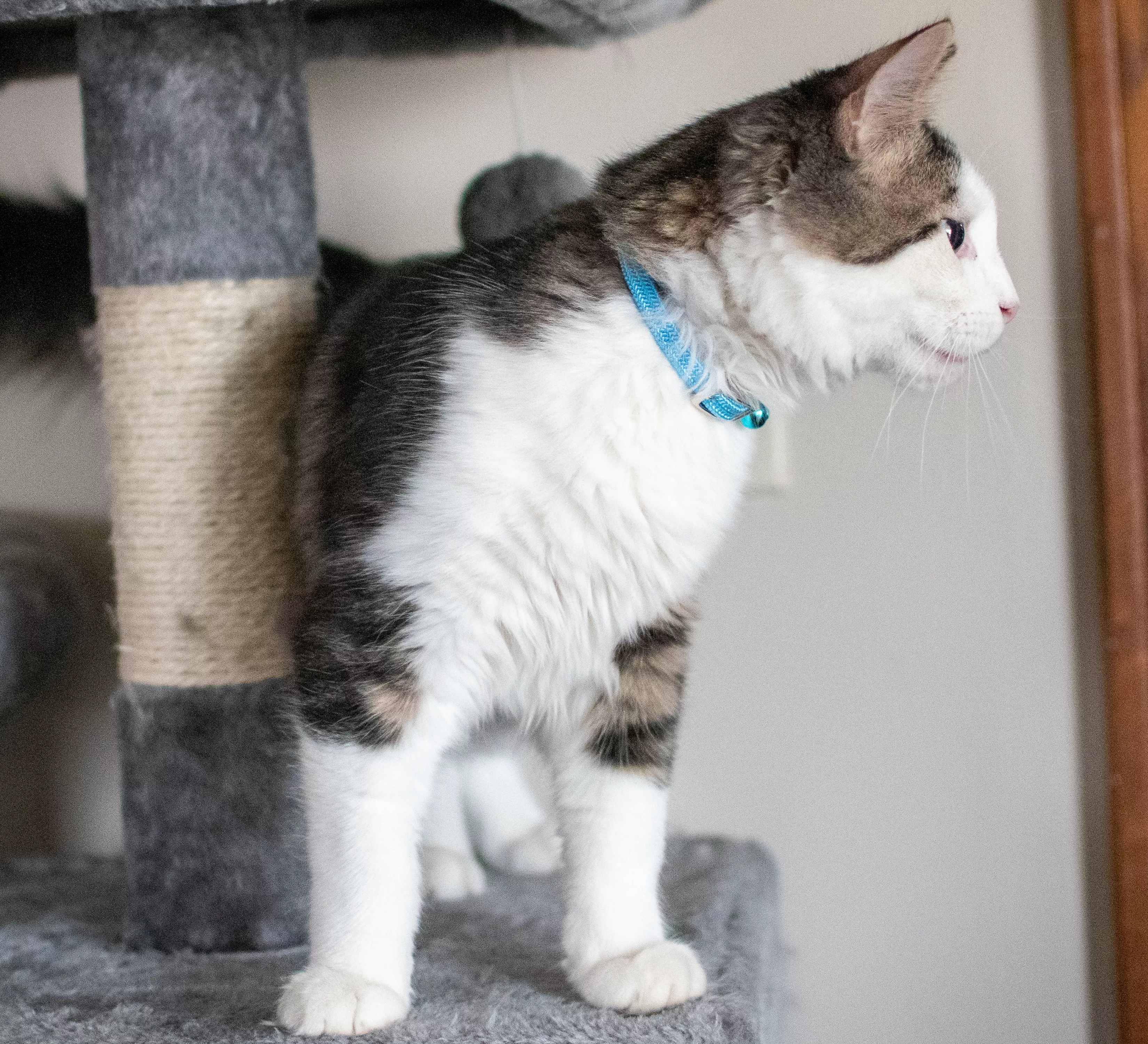 Photo of a kitten crouching indoors wearing the Li'l Pals Elasticized Safety Kitten Collar with Jeweled Bow in Blue. The collar includes a pale blue strap and a matching bow adorned with a clear jewel. The kitten plays with a  toy on the floor.