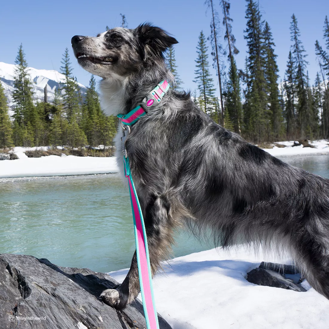 A dog with long gray fur sits beside a body of water, wearing a fuchsia reflective collar with teal trim and gray plastic hardware. A matching fuchsia reflective leash with teal accents attaches to the collar and extends upward out of frame. The background includes water, trees, and bright sky.
