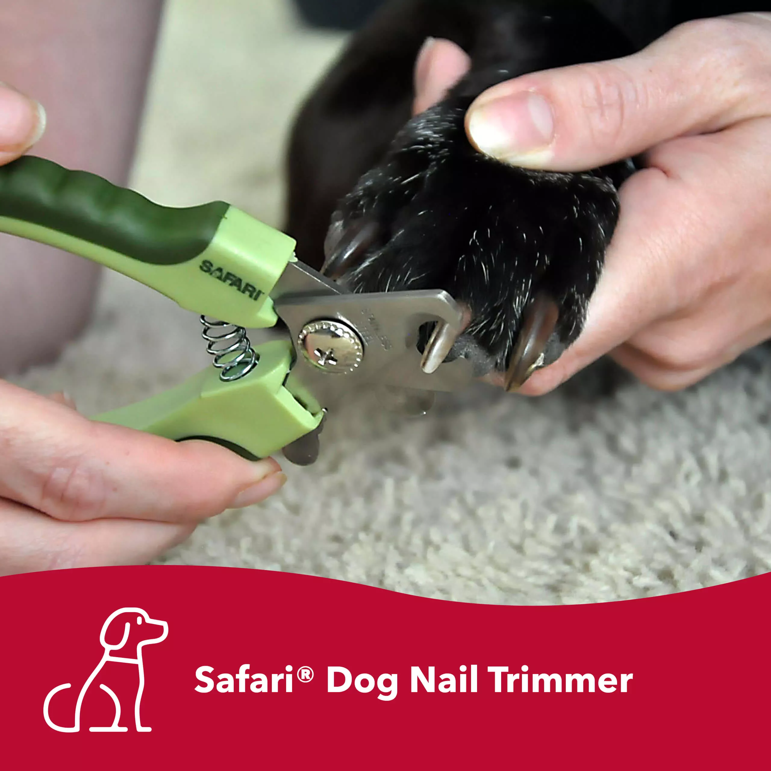 A lifestyle image of a person trimming a dog’s nail using a professional dog nail trimmer. The trimmer has curved silver blades and light green handles with darker green grip areas. The person holds the dog’s paw while positioning the trimmer around the nail. A red banner along the bottom includes a white line‑art dog icon and the printed text “Safari® Dog Nail Trimmer.”