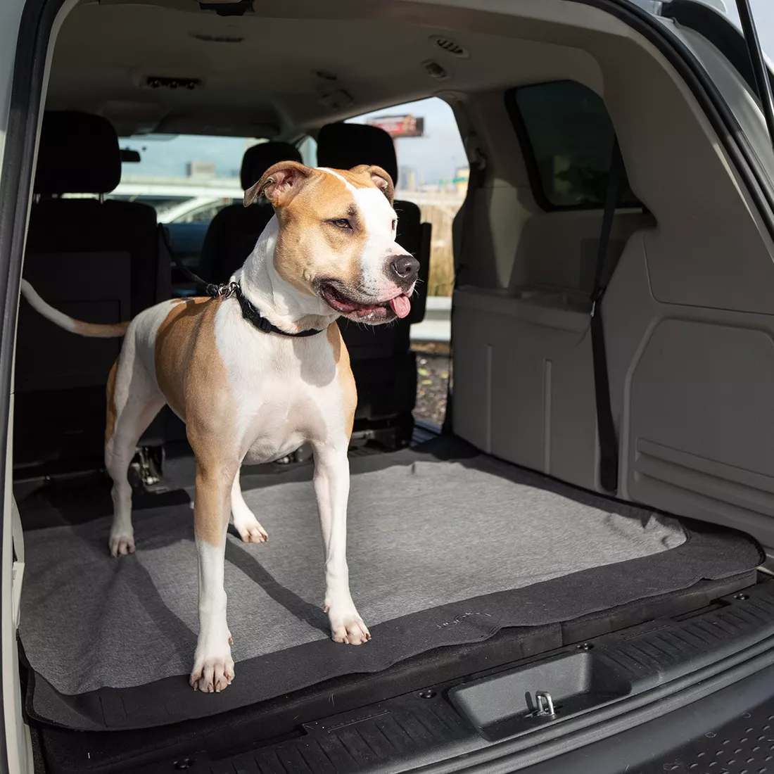 A dog stands inside the open cargo area of a vehicle, positioned on a gray cargo floor cover. The cover lies flat and extends to the edges of the cargo space. The black lower panel is visible near the front. The dog faces forward, and the car’s interior side walls, hatch opening, and outdoor environment beyond the vehicle are visible.