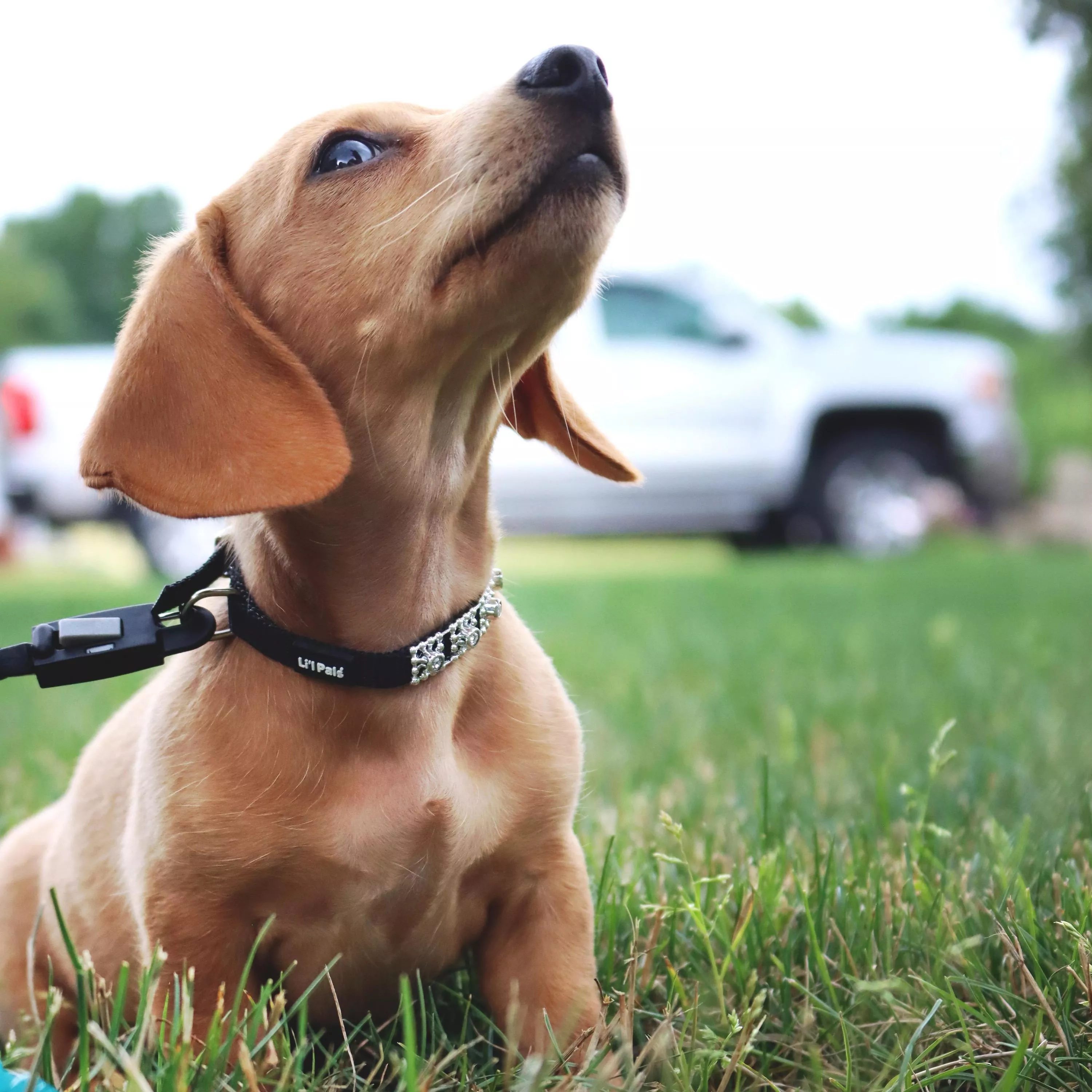 Photo of a  tan dachshund puppy sitting in green grass while wearing the Li'l Pals Jeweled Nylon Dog Collar in Black. The collar features a black strap accented with  clear jewels spaced evenly along the length. A black leash with an E‑Z Snap® connector is attached to the collar’s D‑ring. The puppy tilts its head upward, and a grassy lawn with soft out‑of‑focus background elements completes the scene.