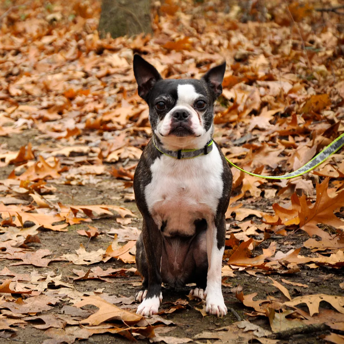 A dog standing outdoors among fallen leaves is wearing a reflective dog collar. The collar features a woven strap topped with a light‑gray reflective strip containing a laser‑etched pattern. A black plastic buckle sits beneath the dog’s neck, and a silver D‑ring is visible at the side.