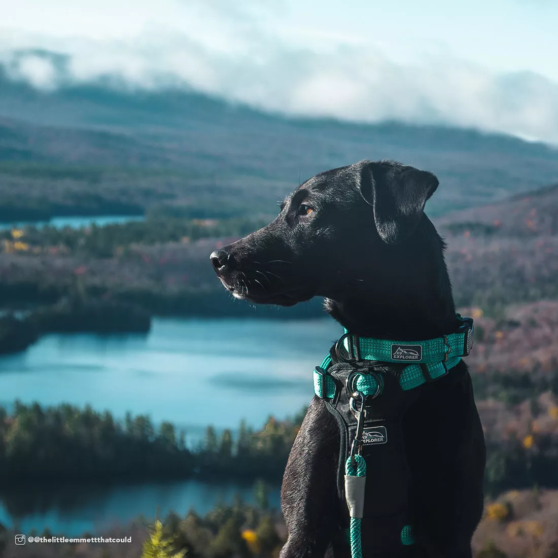 A black dog is outdoors wearing a teal rope leash attached to a matching teal harness and collar. The leash is a braided rope design in teal with reflective woven accents, connected by a silver metal snap and gray reinforcement sleeve. The dog is positioned on a trail overlooking a scenic landscape with mountains, water, and distant hills under bright natural daylight.