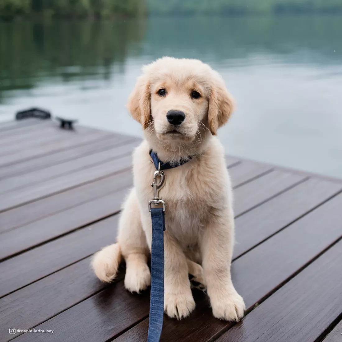 A light‑colored puppy is sitting on a wooden dock wearing an indigo collar connected to a matching leash. The collar includes a black plastic buckle. The background includes water and blurred shoreline features.