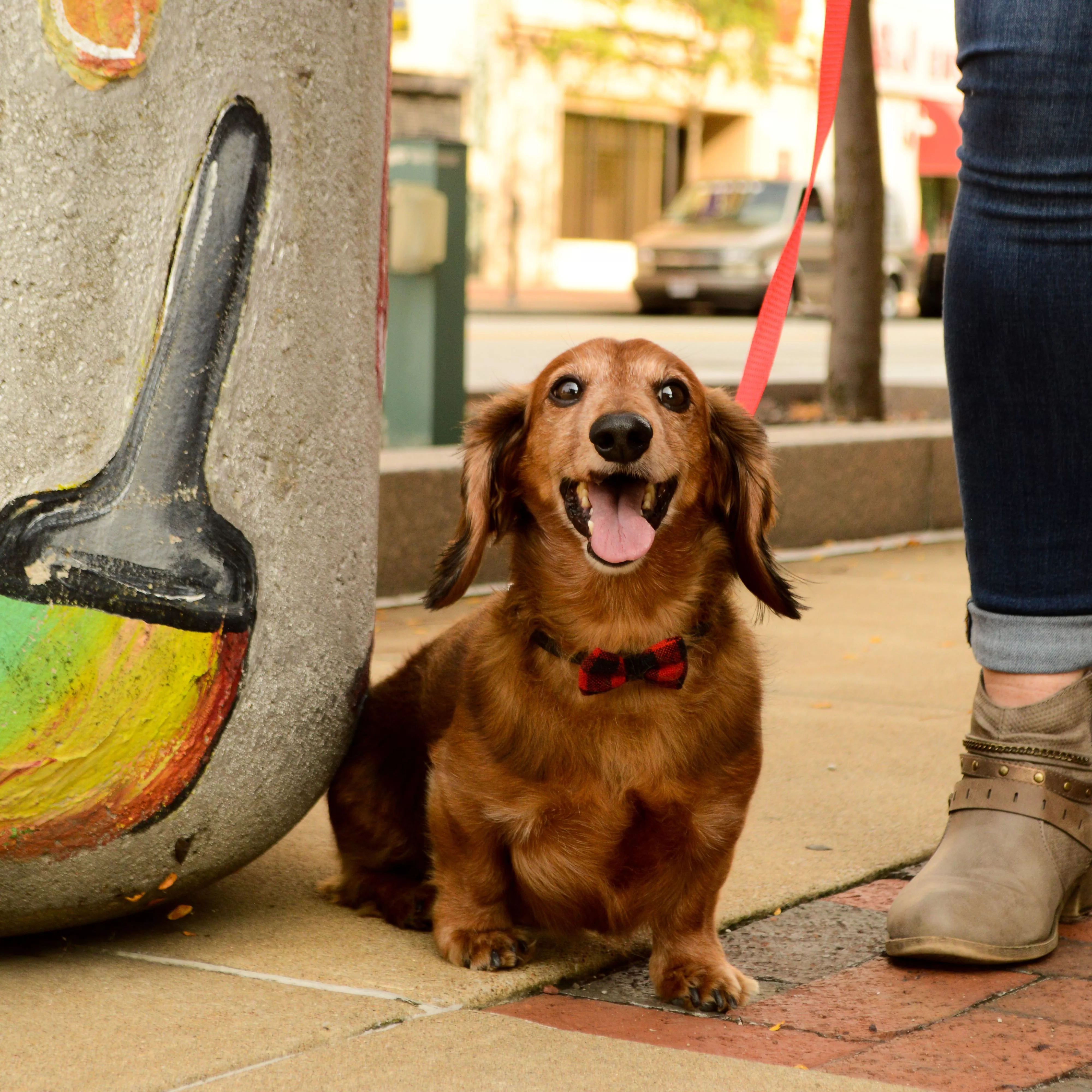 A brown dog with short fur is outdoors wearing a black microfiber collar featuring a red‑and‑black plaid bow attached to the front. The collar includes a black plastic buckle. The dog is sitting on a sidewalk near large ceramic planters, with storefronts and a brick walkway visible in the background.
