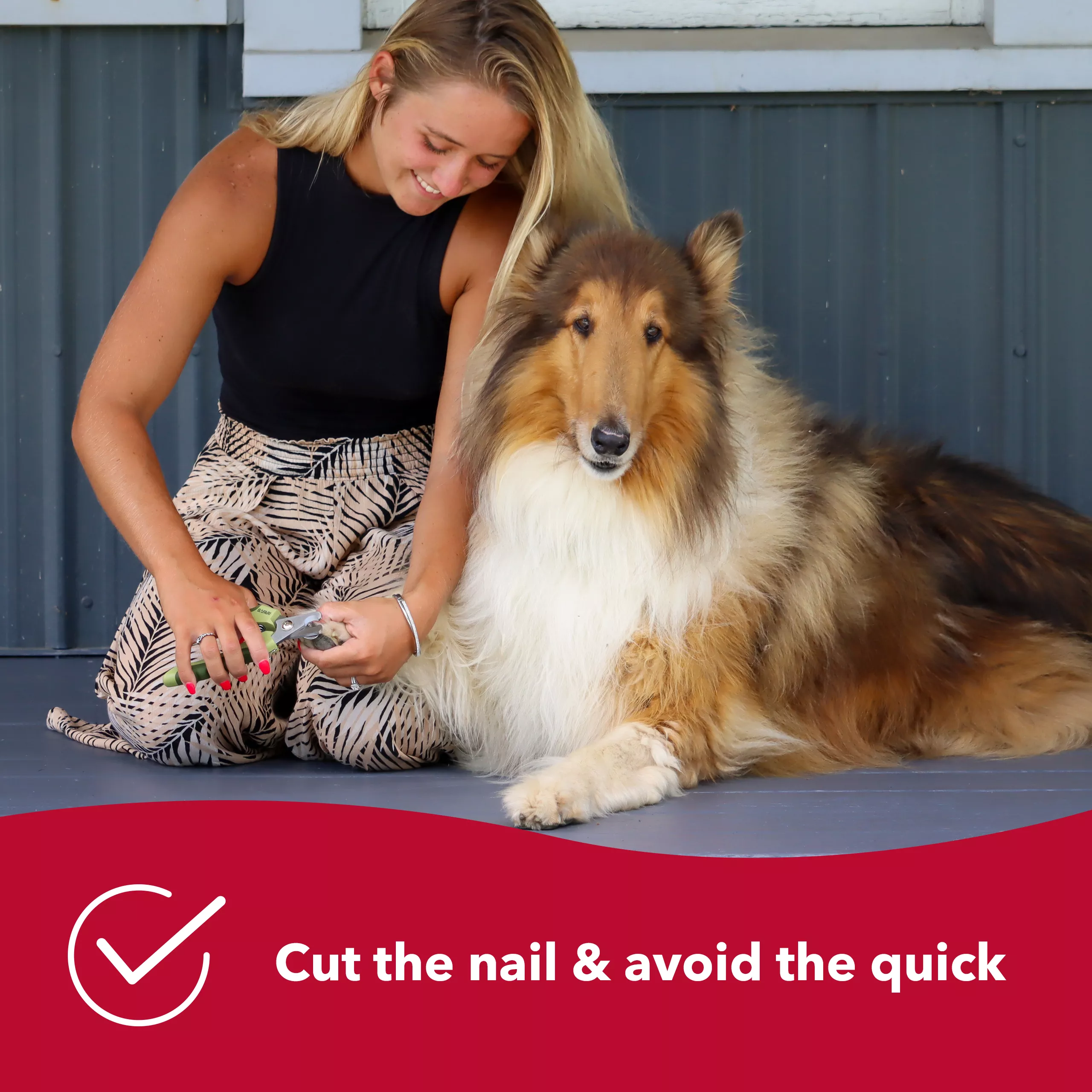 A lifestyle image of a person holding a dog’s paw while using a professional dog nail trimmer. The trimmer has contoured light green plastic handles with darker green textured grips and curved stainless‑steel cutting blades. A red banner along the bottom includes a white checkmark icon and the printed text “Cut the nail & avoid the quick.”