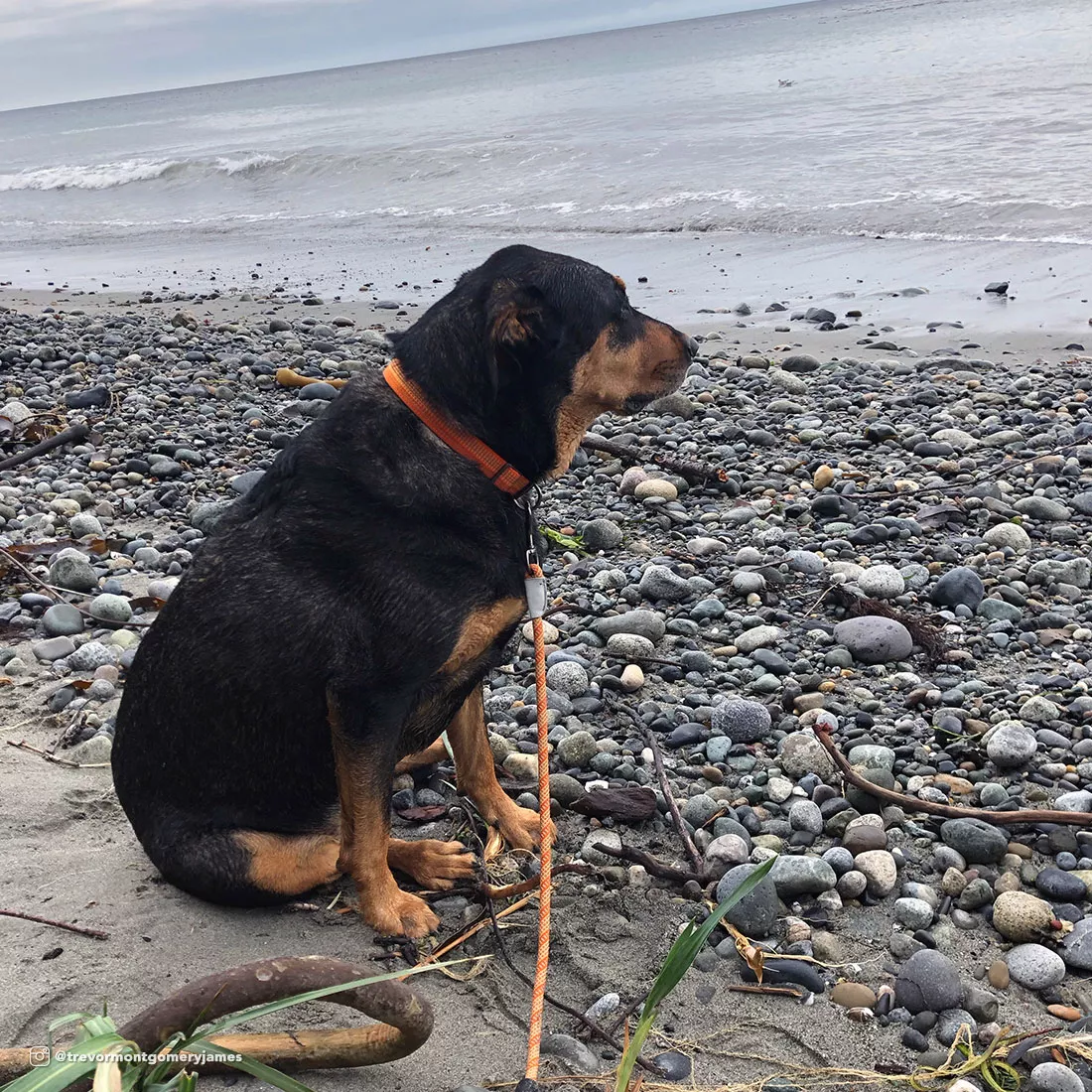 A lifestyle photograph shows a dog seated on a rocky shoreline wearing an adjustable reflective dog collar. The collar is black with reflective stitching visible along the strap. A leash is attached and extends downward onto the rocks. The background includes small stones, driftwood, and water under overcast outdoor lighting.