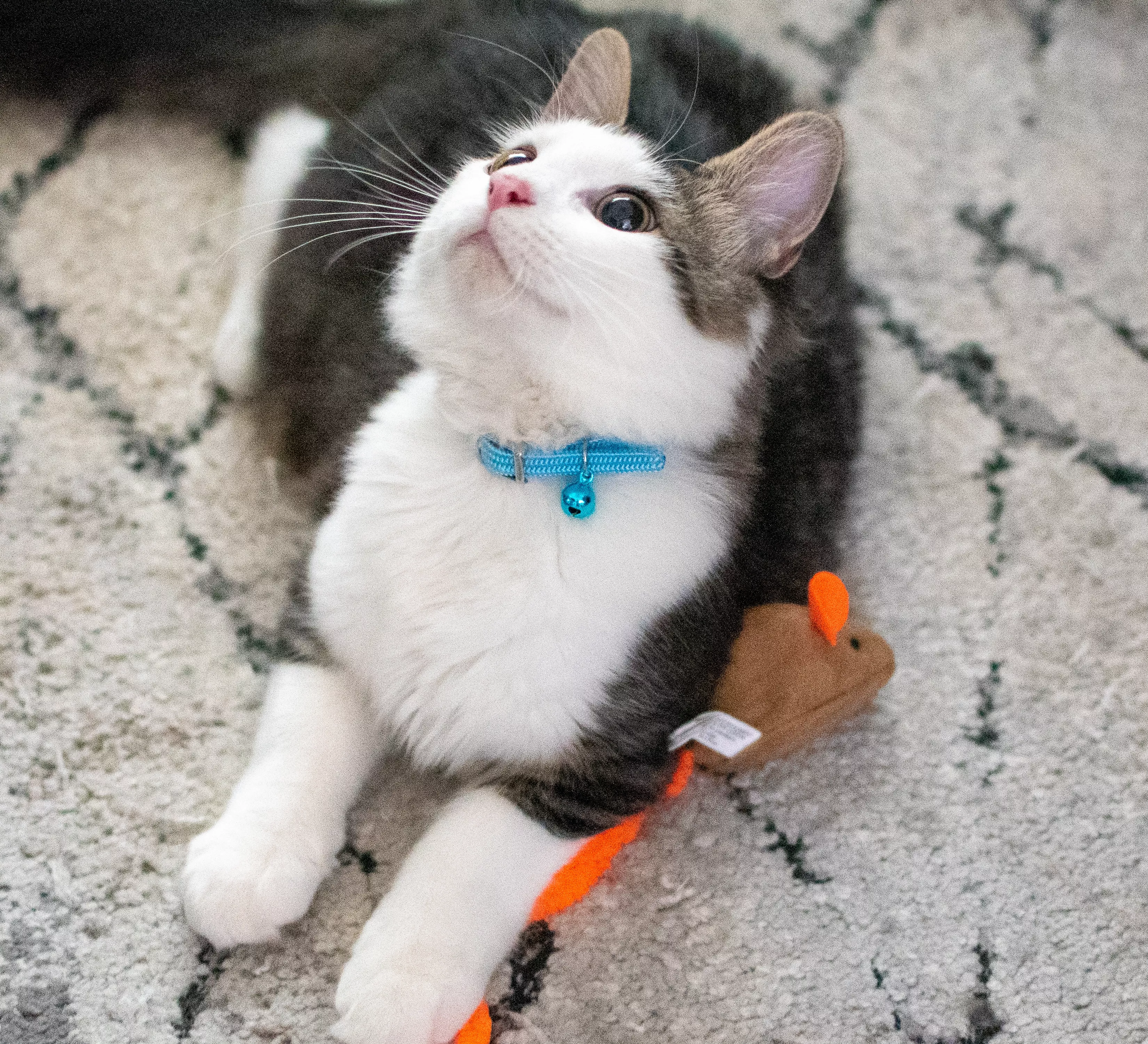 Photo of a gray and white kitten lying on a soft rug while wearing the Li'l Pals Elasticized Safety Kitten Collar with Jeweled Bow in Blue. The collar features a light blue strap with a decorative blue bow accented with a  clear jewel at the center. The kitten reaches toward a fabric toy on the floor.