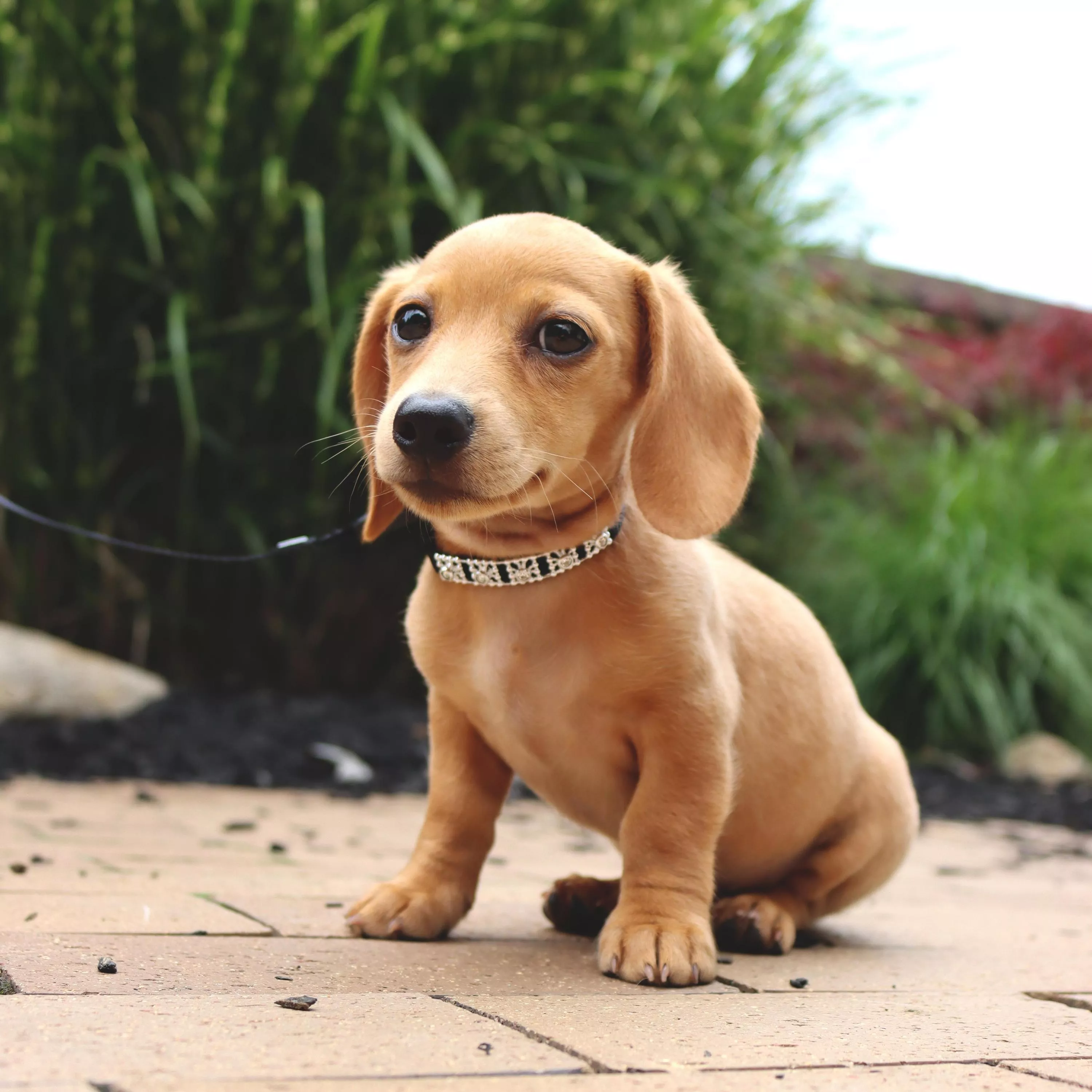 A small light‑brown puppy sits outdoors on a paved surface wearing a black jeweled dog collar. The collar is made of woven nylon with a ribbed texture and features a row of clear, faceted rhinestone‑style jewels set into a silver‑tone metal strip along the outer surface. A silver‑tone metal buckle and D‑ring are visible on the side of the puppy’s neck. The background shows green foliage and natural outdoor lighting.