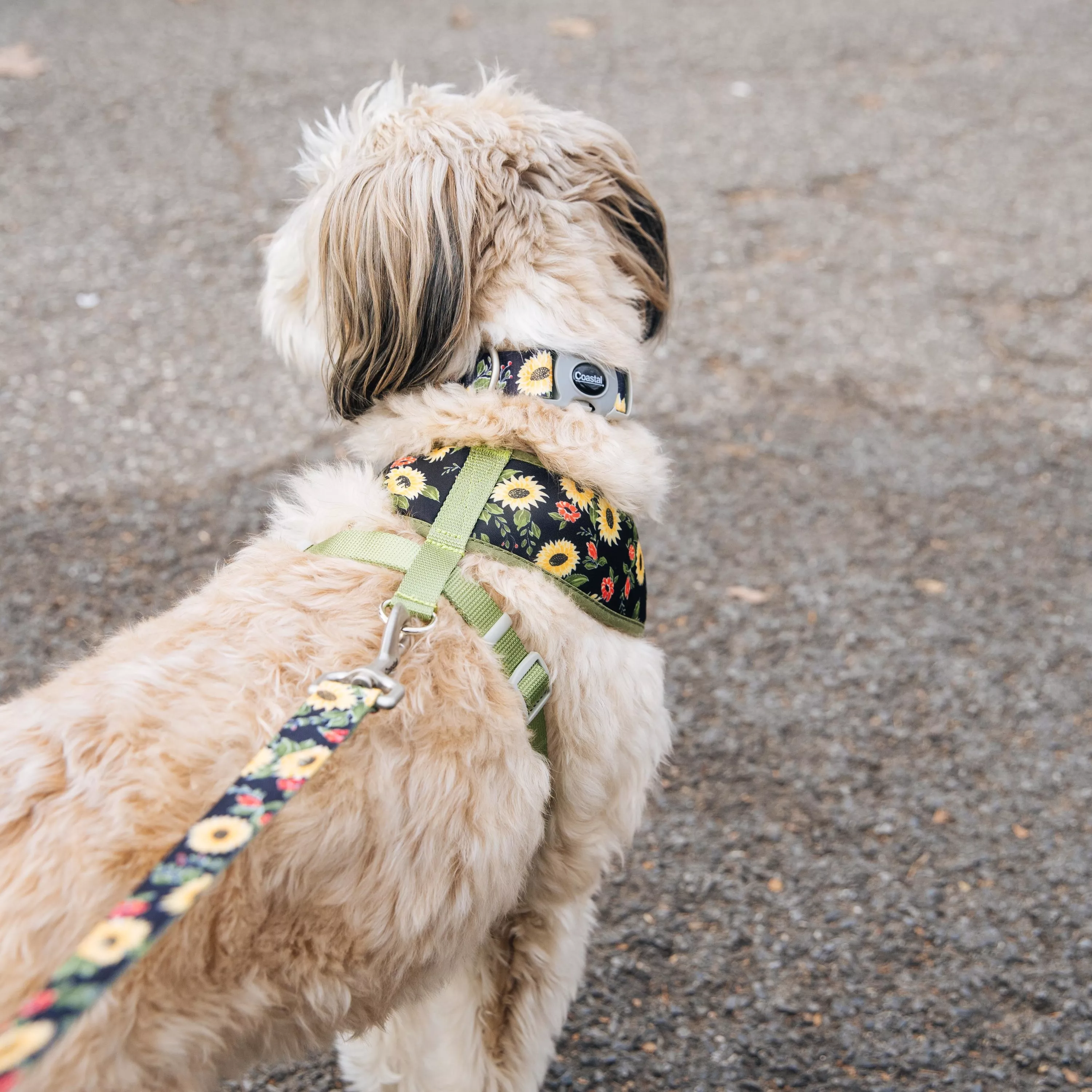 A small dog with tan, wiry fur stands on a gravel path outdoors. The dog is wearing a reversible harness with a sunflower pattern composed of yellow sunflower shapes with dark centers and green leaves on a black background. The harness has green edging and a silver metal D‑ring, where a green leash clips on. The dog also wears a matching sunflower‑patterned collar. The background includes patches of grass, bare trees, and an out‑of‑focus landscape.