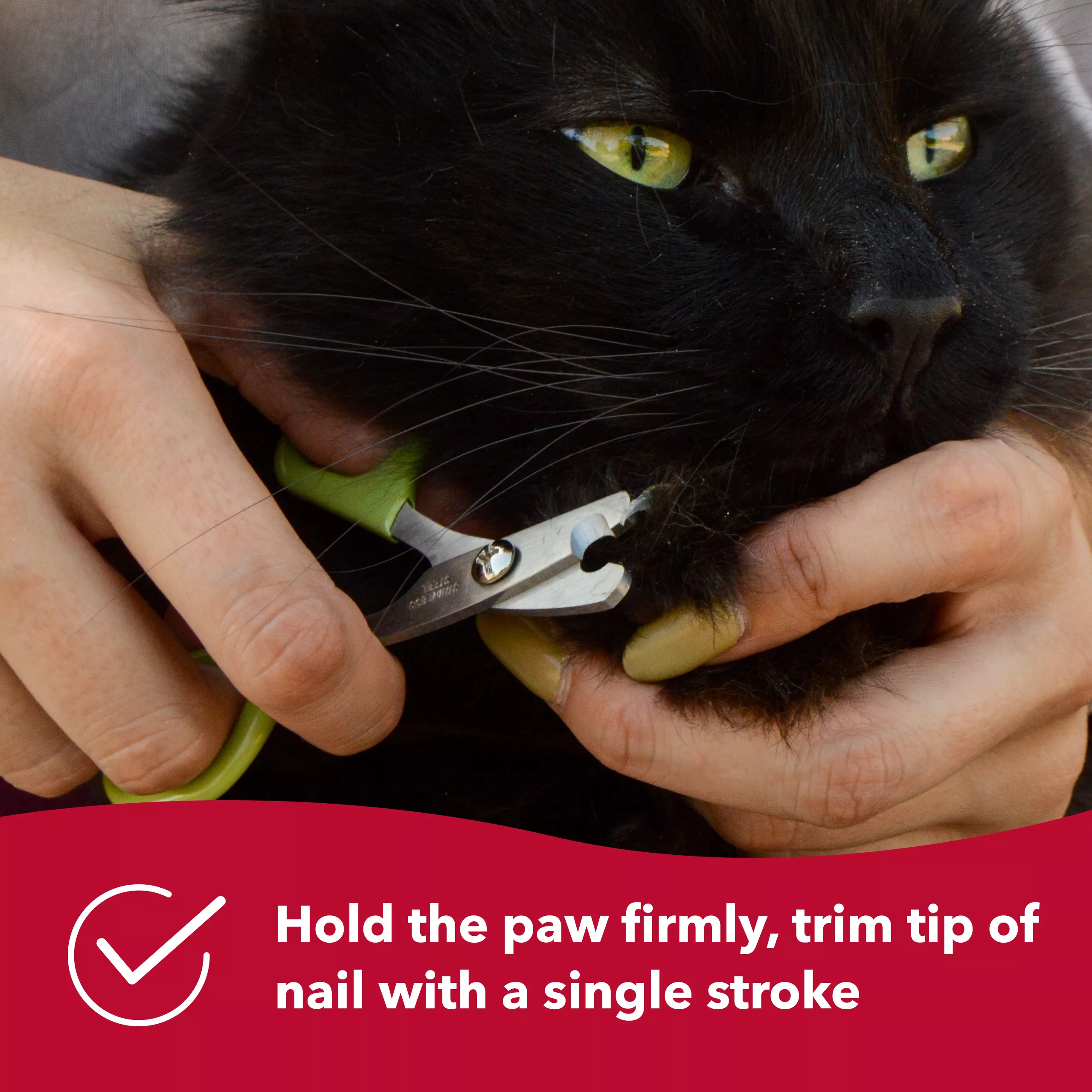 A black long‑haired cat is having its claws trimmed with a pale green nail trimmer. The trimmer has curved handles and metal cutting blades positioned near the tip of the cat’s claw. A red banner along the bottom contains white text reading “Hold the paw firmly, trim tip of nail with a single stroke.”