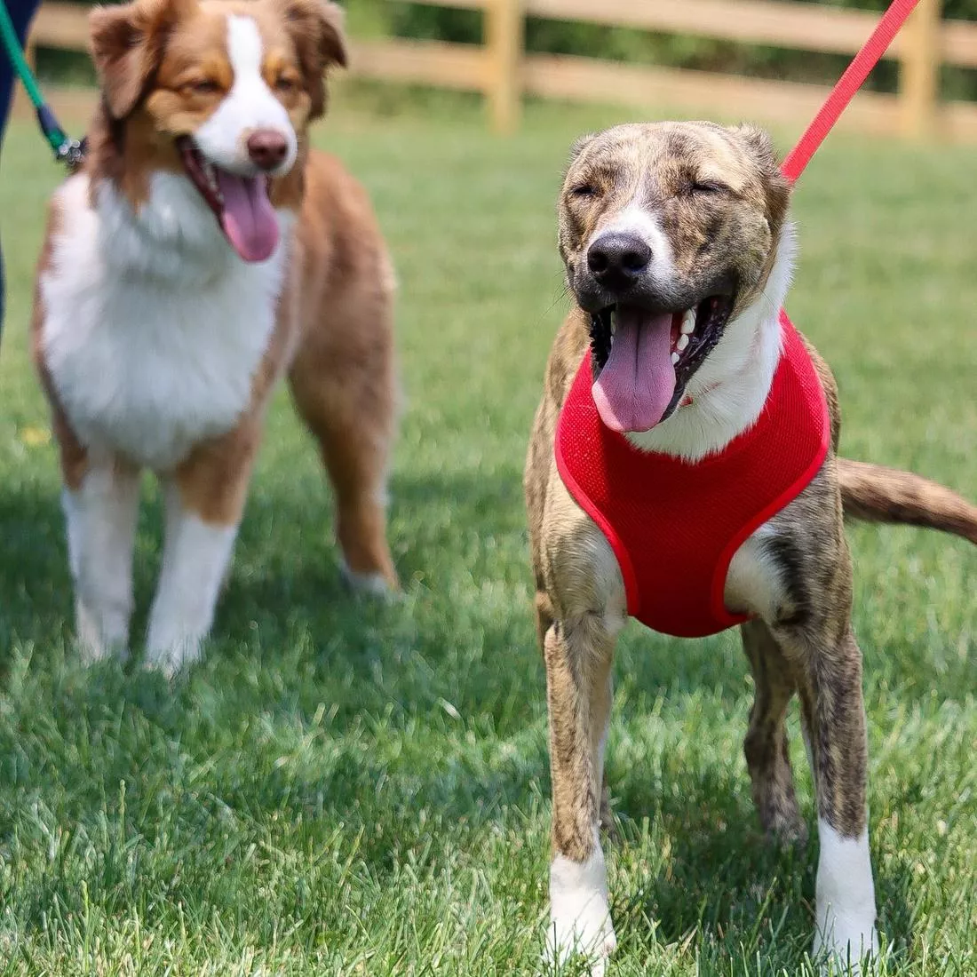 A dog with a short brindle coat walks outdoors on grass with a red single‑ply dog leash attached to its red harness. The leash consists of bright red woven nylon with a ribbed texture, connected to the harness with a silver‑tone swivel bolt‑snap clasp. The harness includes padded red mesh and woven straps. A second dog and a wooden fence are visible in the background.