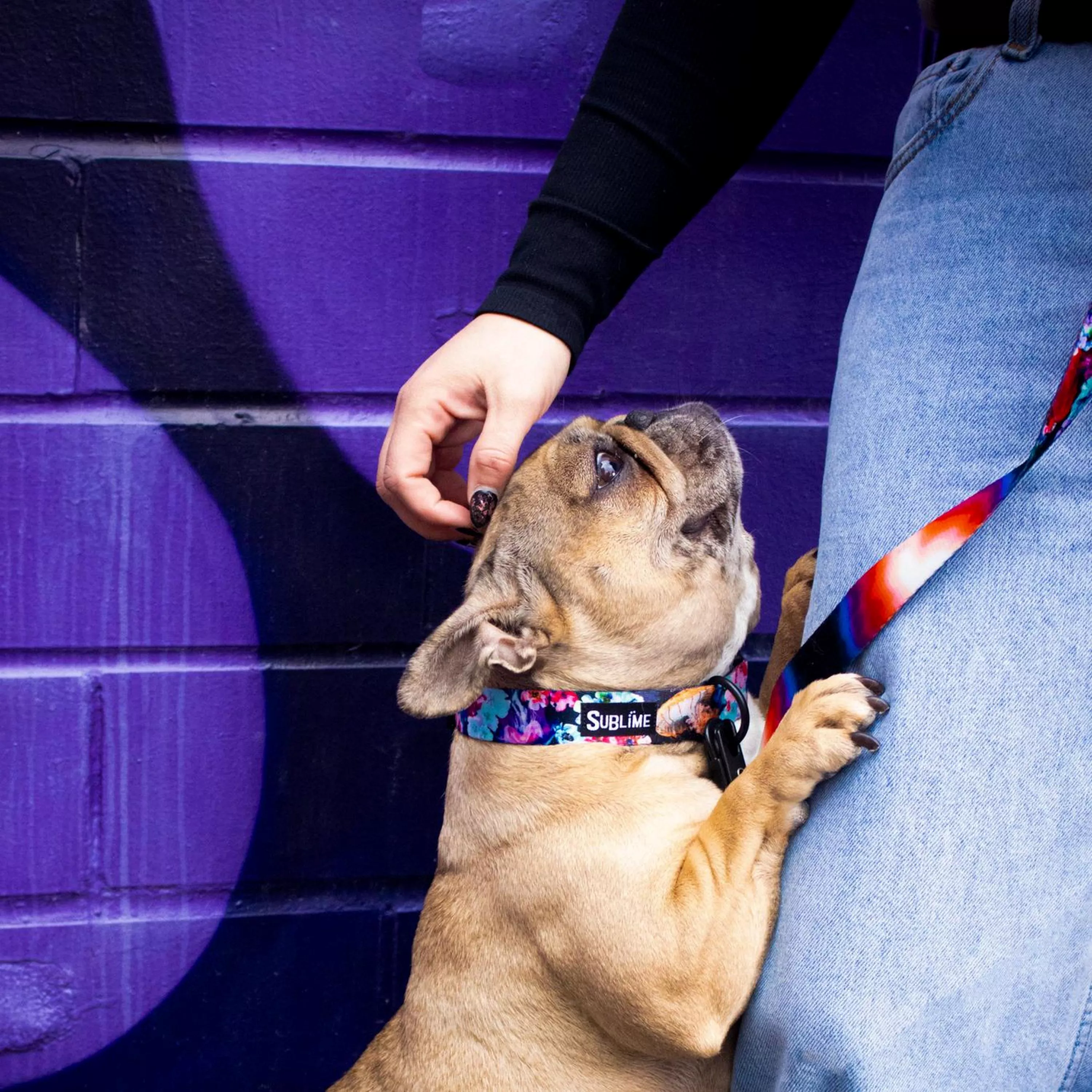 A tan-colored dog is standing on its hind legs with front paws resting against a person’s leg. The dog is wearing a Sublime adjustable collar and matching leash in the Floral Jelly pattern, which features a multicolor abstract floral design with shades of pink, purple, blue, teal, and orange on a dark background. The leash is attached to the collar with a black metal clip and is held by the person. The person is wearing a black long-sleeve top and light blue jeans. The background shows a purple wall with a large dark design element.