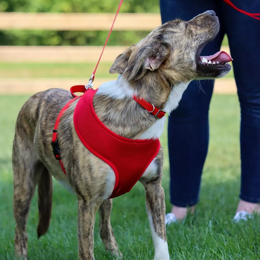 A dog with a brindle coat stands outdoors on green grass wearing a red single‑ply dog leash attached to a red harness. The leash is made of woven nylon with a ribbed texture and is connected to a silver‑tone metal D‑ring on the harness using a silver‑tone swivel clasp. The harness features red mesh and woven straps with black plastic adjusters. The background includes a wooden fence and grassy field.