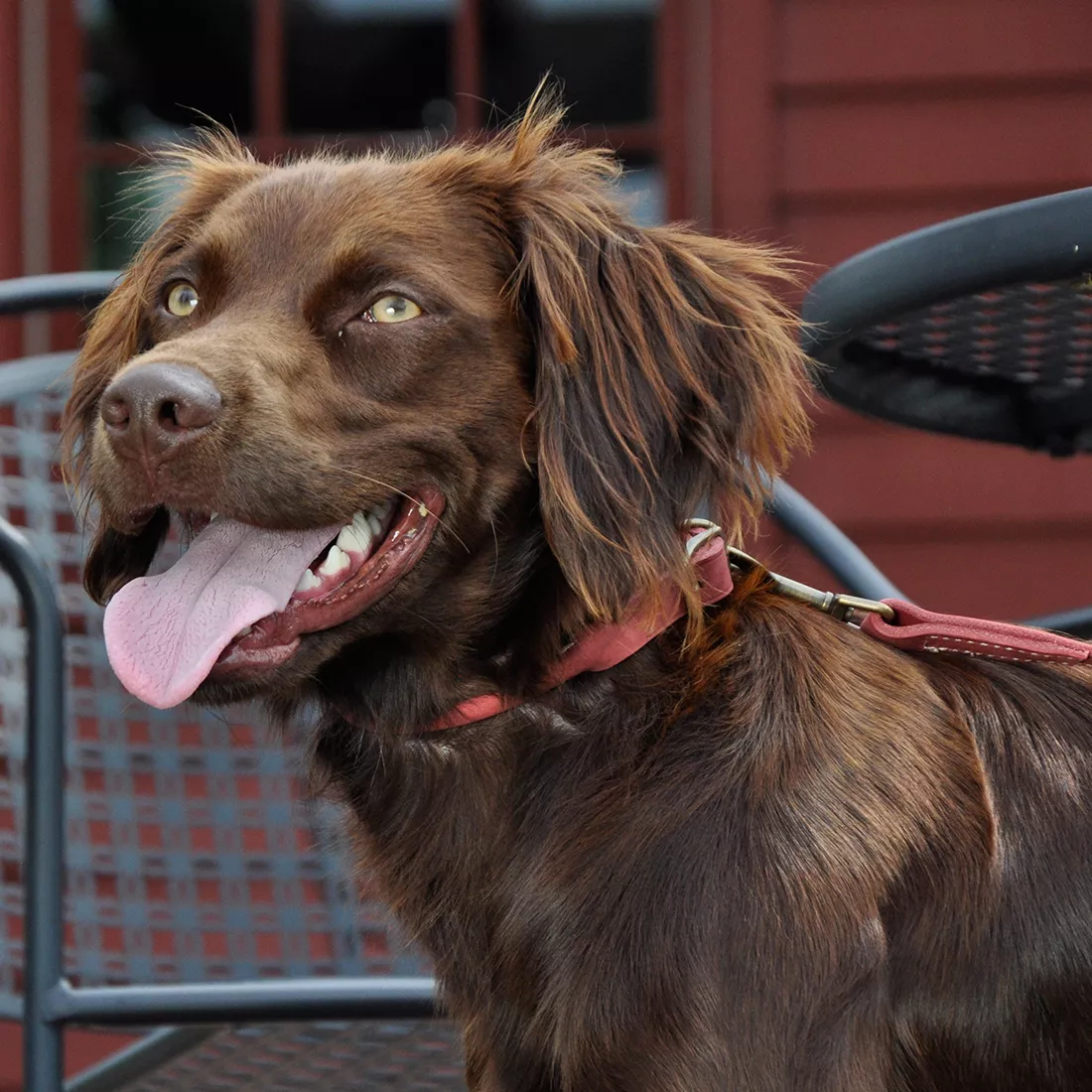 A dog stands outdoors surrounded by green foliage while wearing the Circle T® Oak Tanned Leather Town Dog Collar in Tan. The tan leather collar lies flat around the dog’s neck and features a silver buckle and D‑ring. The leather has a warm tone and a smooth finish. The background includes bright greenery and natural outdoor light.