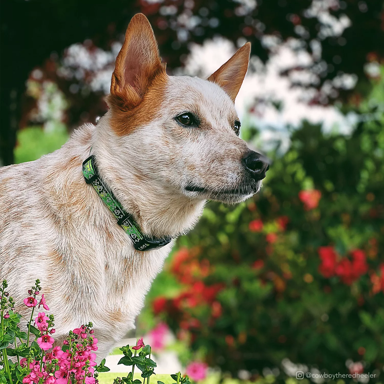 A tan dog is outdoors wearing a lime‑green reflective collar. The strap consists of lime woven webbing with a centered light‑gray reflective strip laser‑etched with skull and crossbones shapes. A black plastic buckle is visible on the side of the neck. The background includes green foliage and red flowers.