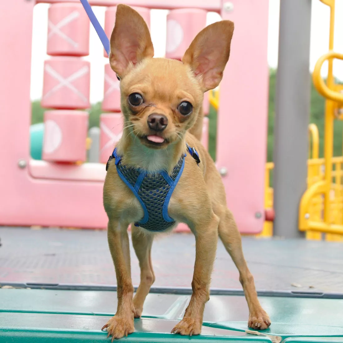 A small dog with short light brown fur stands on a wooden platform outdoors wearing a gray and blue Comfort Soft Sport Wrap adjustable dog harness. The harness has a padded gray mesh chest panel with a honeycomb texture, blue woven straps, gray edging, and black plastic adjustment hardware. A leash attaches to a silver‑tone metal D‑ring on the back strap. The background includes colorful playground equipment.