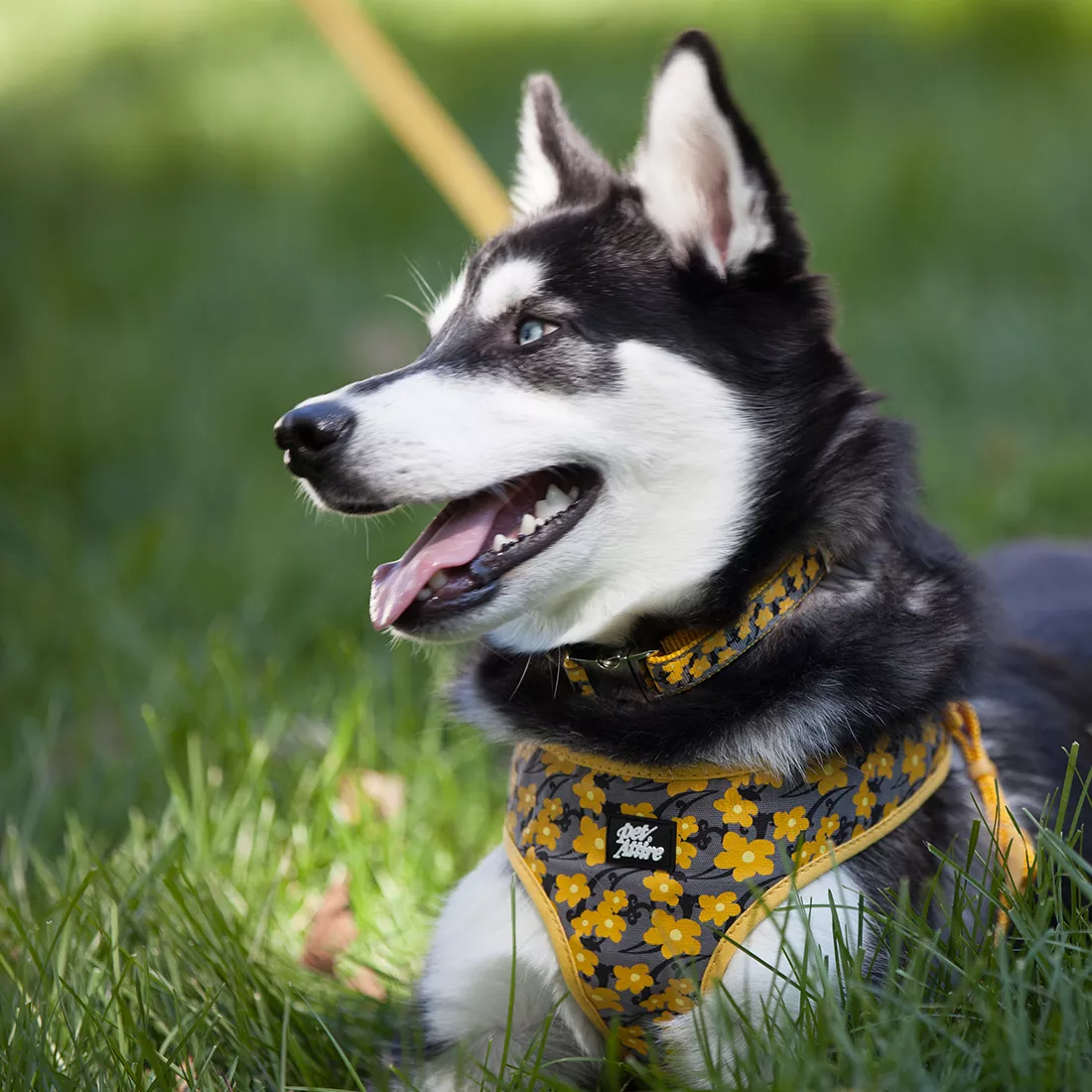 A dog sits outdoors on green grass wearing a matching yellow harness and collar set. Both the harness and the collar feature a ribbon overlay printed with a yellow buttercup floral pattern on a dark background. The harness has adjustable straps and a metal D‑ring at the top where a yellow leash is attached. The collar includes a metal buckle at the front. The dog is positioned in sunlight with grass and shrubs in the background.