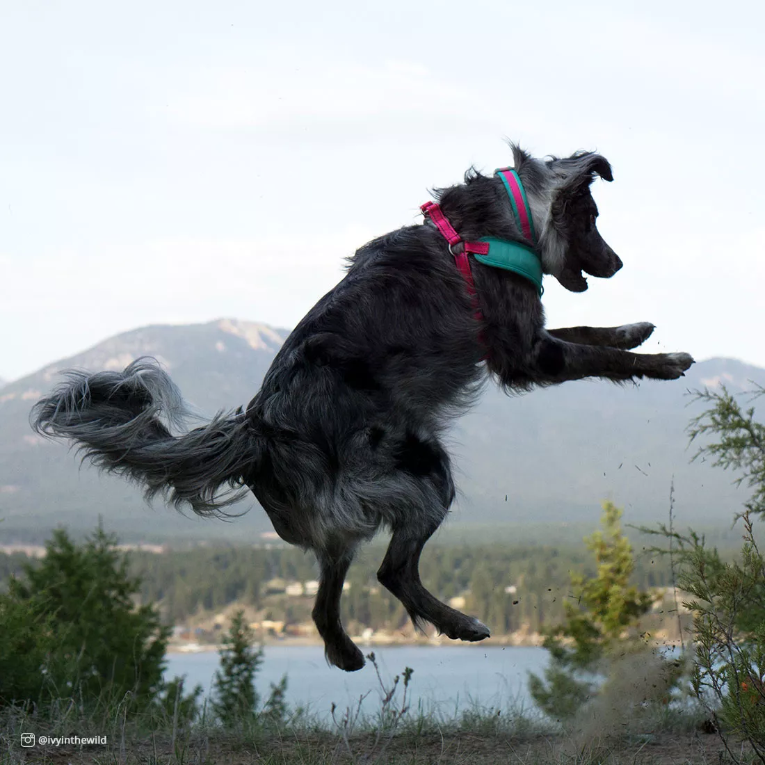 A dog moving outdoors along a paved path wearing a woven dog collar and a matching harness. The collar and harness are fuchsia with teal accents and reflective stitching. The background includes greenery, distant hills, and a cloudy sky.