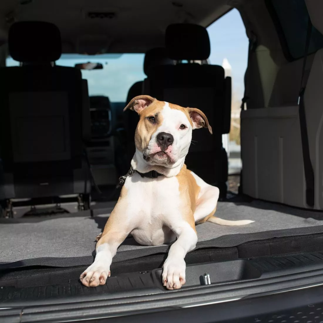 A dog sits inside the open cargo area of an SUV on a gray cargo floor cover. The cover is laid flat and extends across the full space, including slightly raised sides that align with the contours of the interior. The dog sits near the center, and the open hatch allows natural light to illuminate both the animal and the textured surface of the cover. Cargo‑area trim and rear seating are visible in the background.