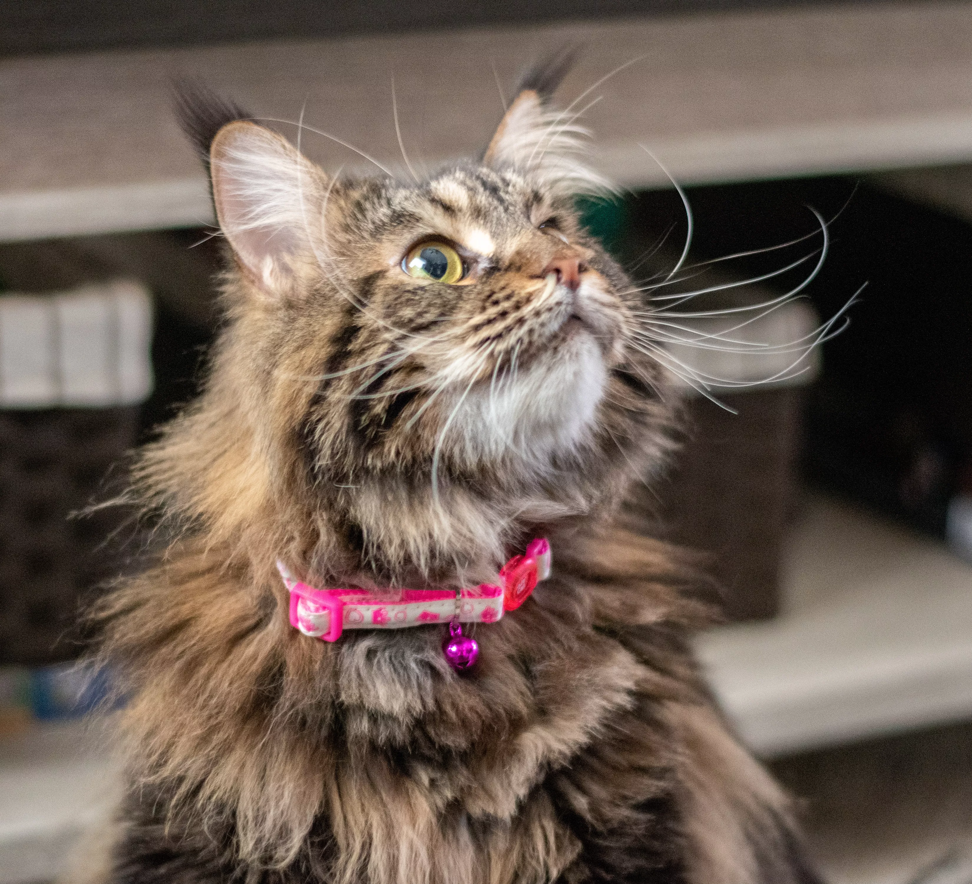 A lifestyle image of a long‑haired cat wearing a glow‑in‑the‑dark adjustable breakaway collar labeled Glowing Pink Queen. The collar strap is white with repeating pink crown icons printed along its length. The buckle is rounded pink plastic, and a coordinating pink metal bell hangs from a small metal ring near the buckle. The cat’s fur is brown with lighter tan and black striping. The background includes indoor shelving and household items in soft focus.