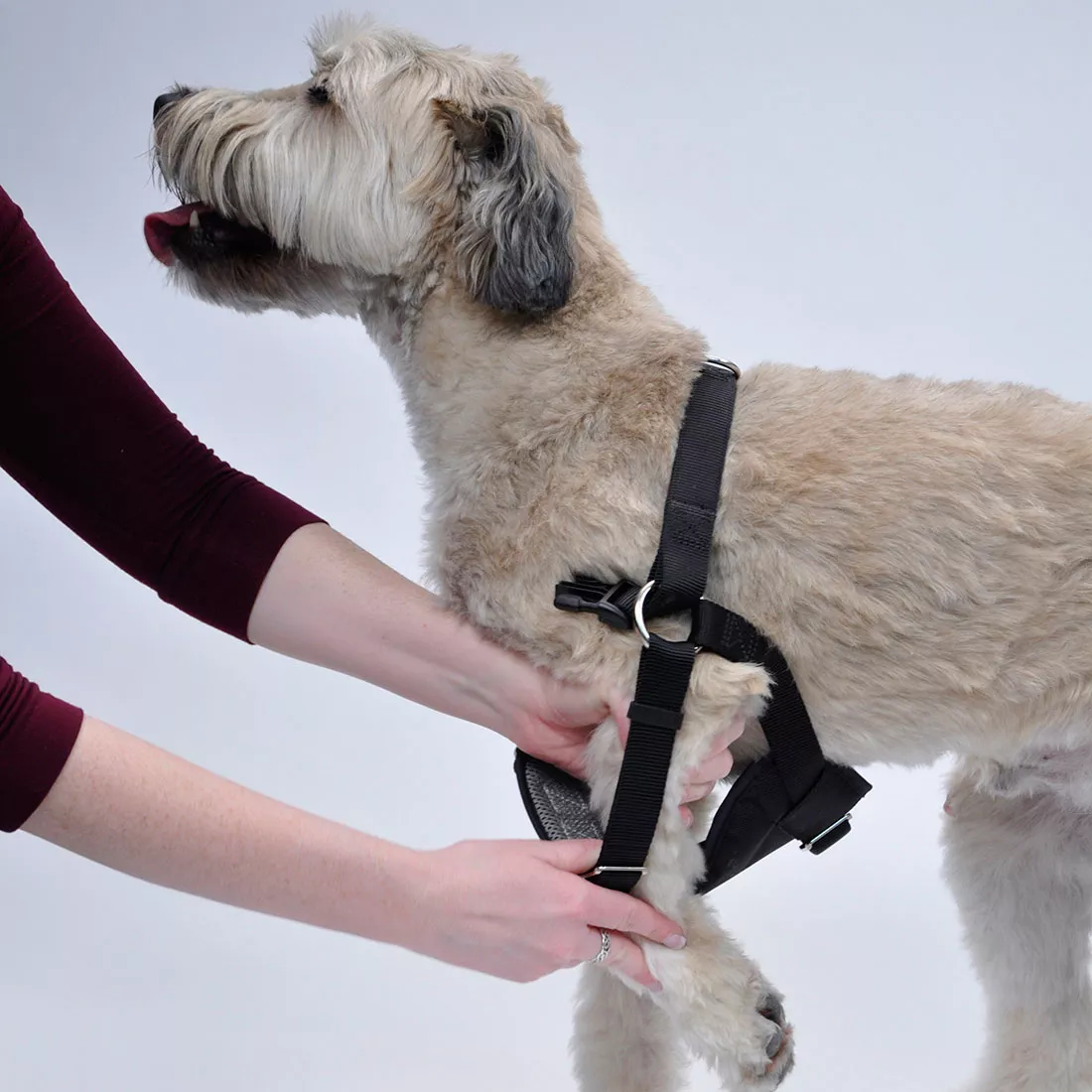 A medium‑sized, light‑colored dog with a wiry coat is standing indoors against a white backdrop. The dog is wearing a black padded car harness. A person’s hands are visible adjusting the harness strap along the dog’s side. The harness includes wide black straps, a padded chest section, and a silver metal D‑ring attached at the top. The background shows a winter landscape with leafless trees and a pale sky.