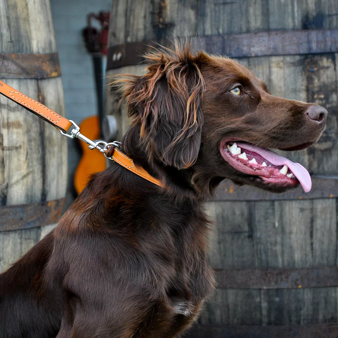 A dog stands outdoors surrounded by green foliage while wearing the Circle T® Oak Tanned Leather Town Dog Collar in Tan. The tan leather collar lies flat around the dog’s neck and features a silver buckle and D‑ring. The leather has a warm tone and a smooth finish. The background includes bright greenery and natural outdoor light.