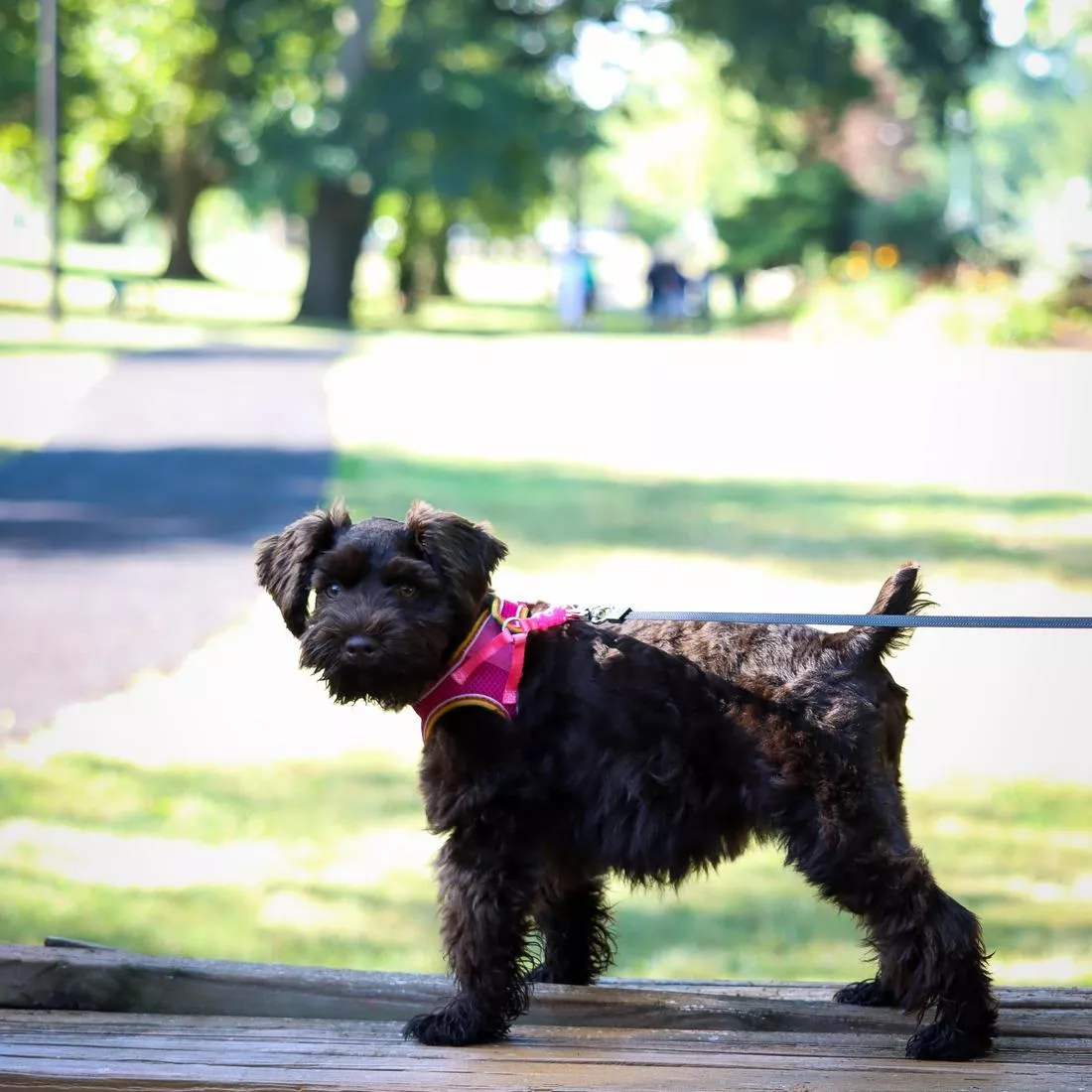 A small dog stands on a paved path outdoors wearing a comfort mesh dog harness. The harness is bright pink with breathable mesh texture and black trim. Trees, grass, and a sunlit park environment are visible in the background.