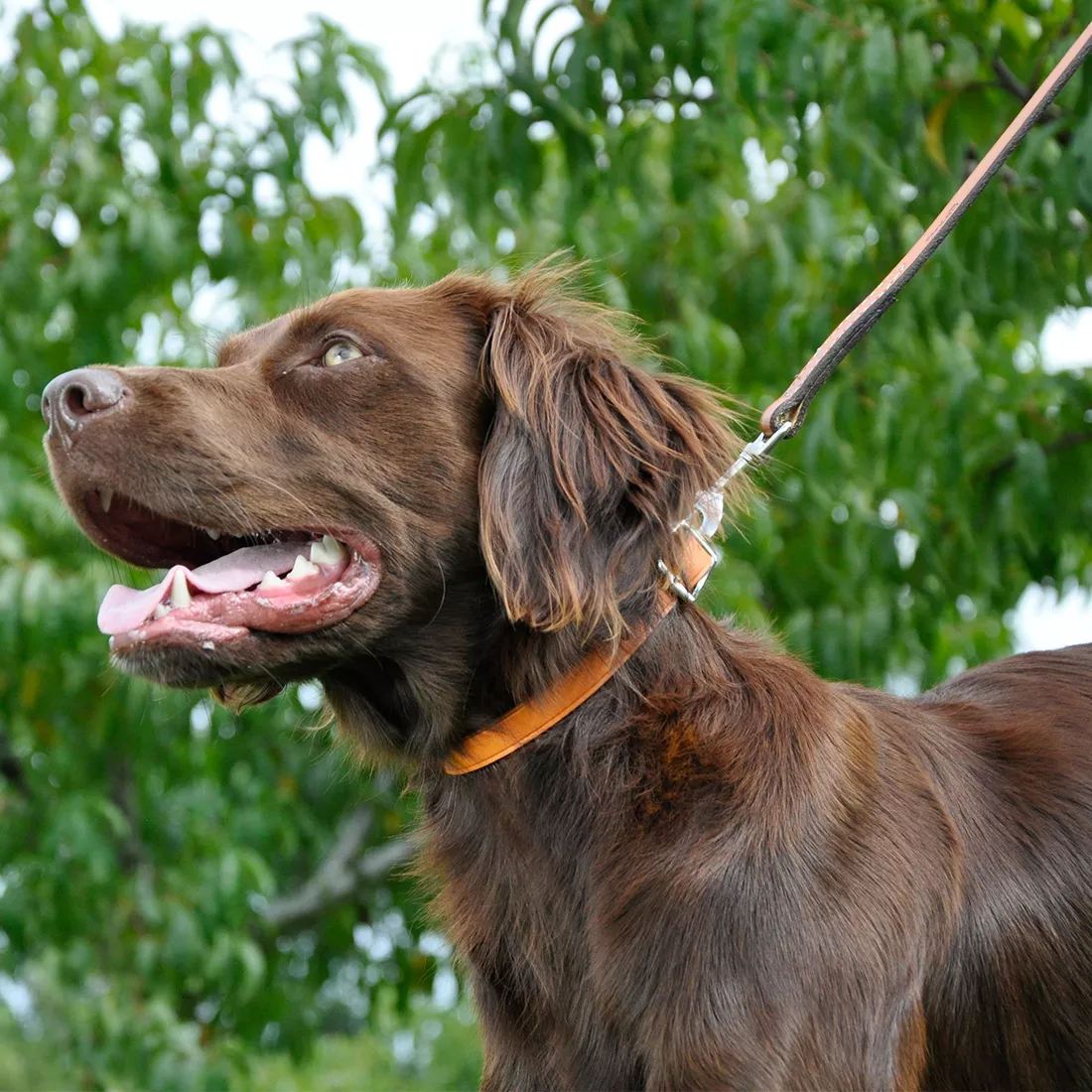 A dog stands outdoors surrounded by green foliage while wearing the Circle T® Oak Tanned Leather Town Dog Collar in Tan. The tan leather collar lies flat around the dog’s neck and features a silver buckle and D‑ring. The leather has a warm tone and a smooth finish. The background includes bright greenery and natural outdoor light.