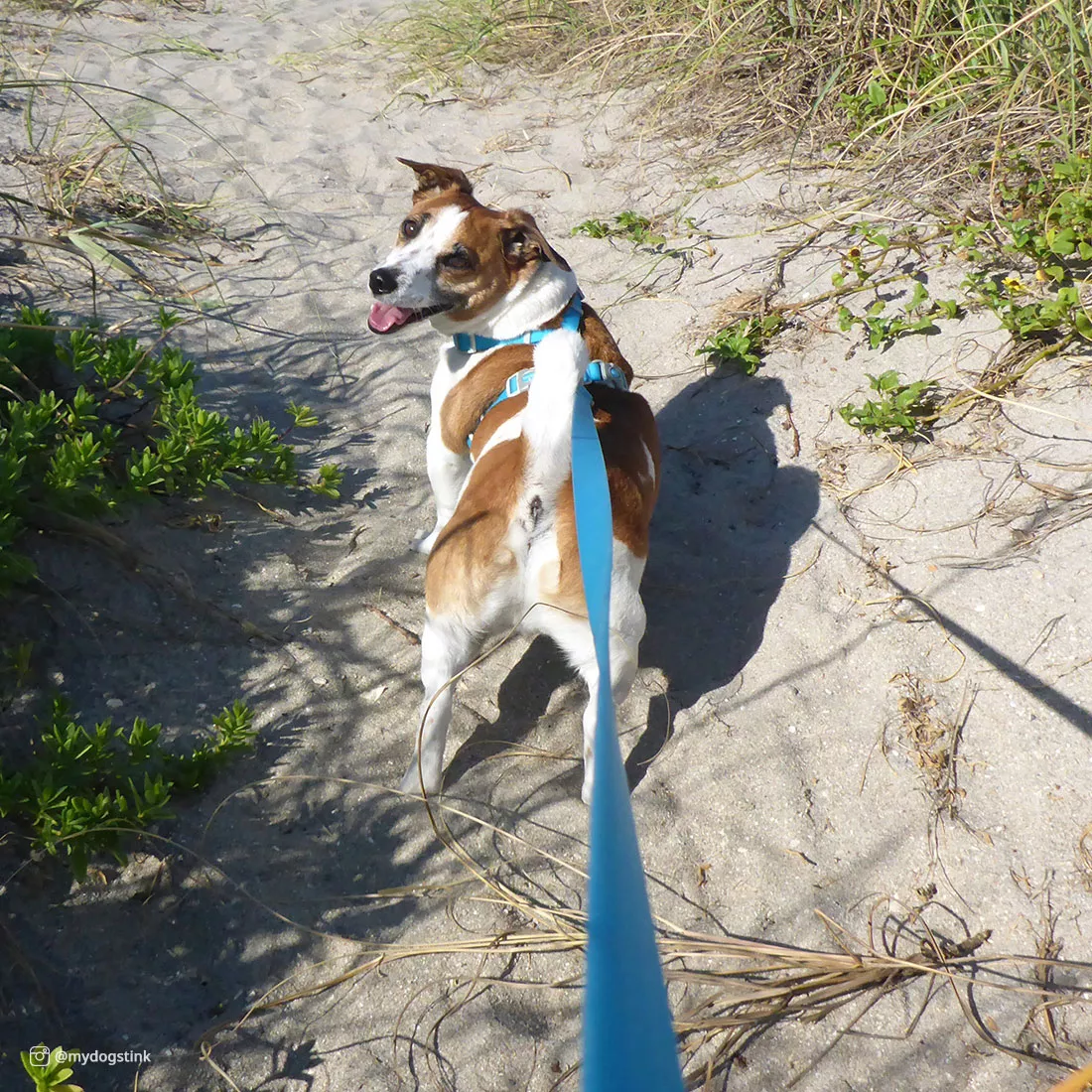 A dog walks along a sandy path bordered by dune grass. The dog is wearing an aqua waterproof harness with a matching aqua waterproof leash attached to a metal D‑ring on the harness. The leash extends forward toward the camera. The harness consists of aqua straps with smooth, waterproof material and plastic hardware at the connections. The background includes sand, green vegetation, and patches of sunlight on the ground.