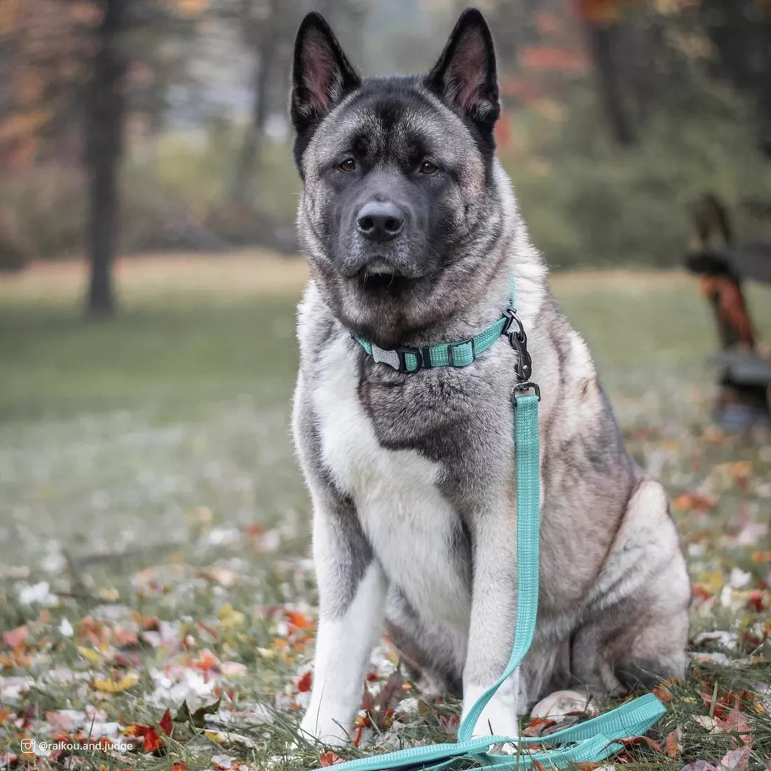 A dog with a mottled gray, black, and white coat is outdoors wearing a teal reflective dog collar and a teal rope leash. The collar has teal woven webbing with reflective stitching and a silver D‑ring. The teal braided rope leash attaches with a silver swivel snap. The background includes grass and natural outdoor elements.