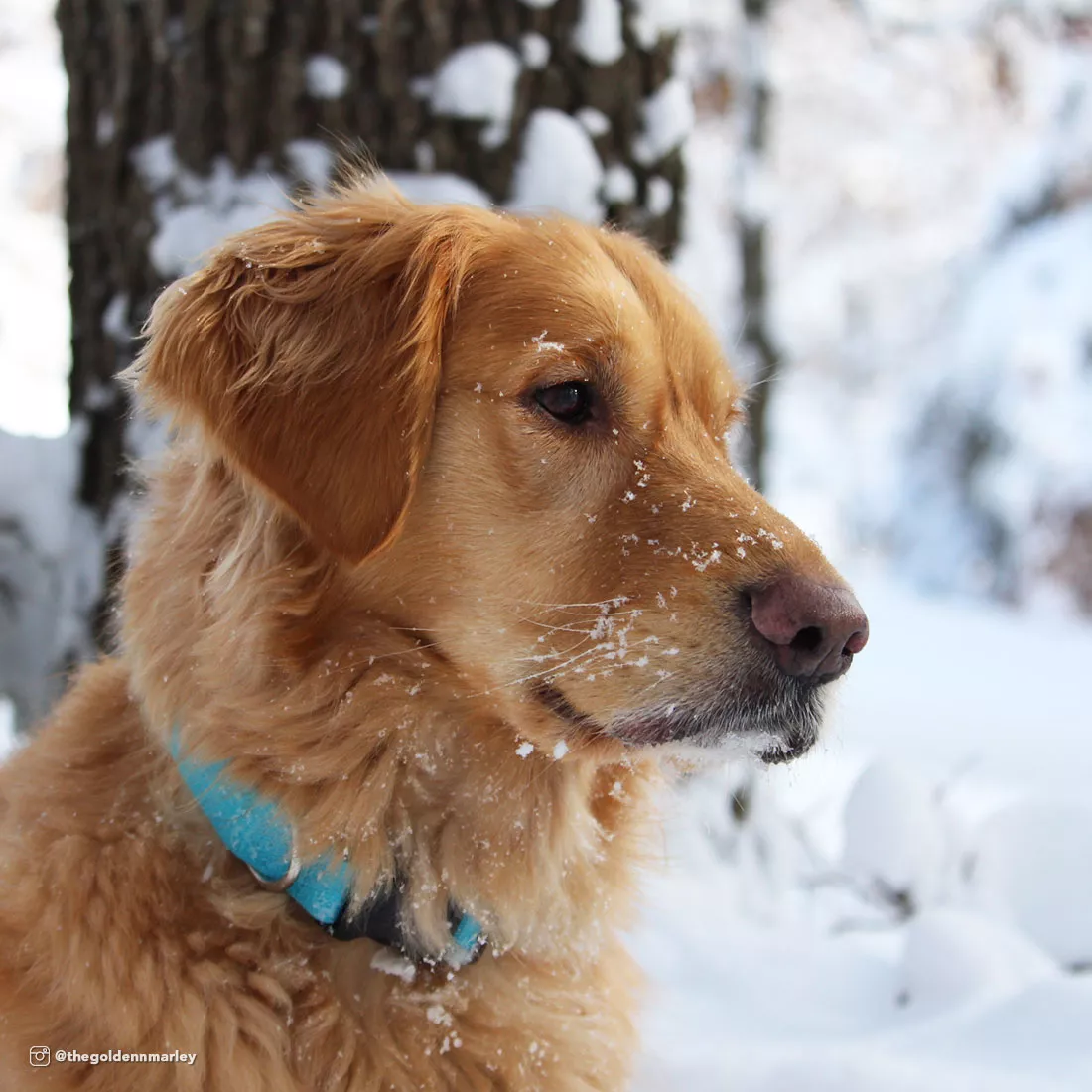 A golden dog with medium‑length fur is outdoors in a snowy setting wearing a slate‑blue collar. The collar includes a black plastic buckle and a black adjustment slider. Snow and blurred trees appear in the background.