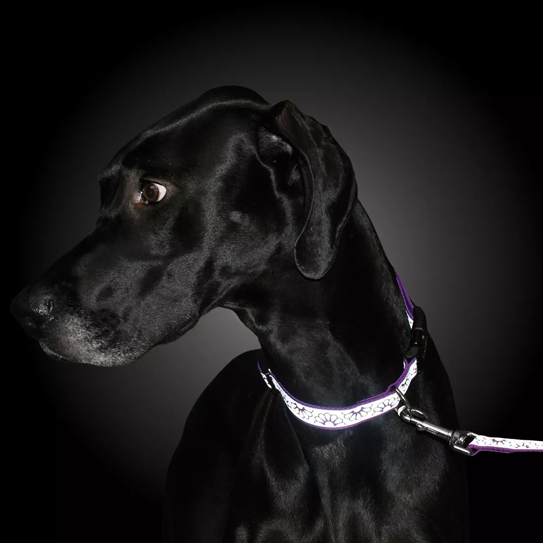 A dog is outdoors wearing a purple reflective leash attached to a matching open‑design purple collar. The leash strap is purple woven webbing topped with a light‑gray reflective strip cut into a daisy‑shaped open pattern. A silver swivel snap attaches the leash to the collar’s metal D‑ring. The background is a dark backdrop with a light centered gradient.