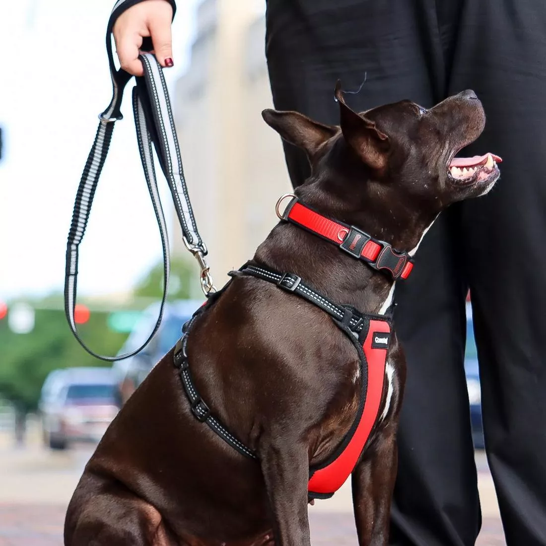 A dog with a short dark brown coat stands outdoors on a paved surface. The dog is wearing a red adjustable collar made of woven nylon with a plastic side‑release buckle, a plastic adjustment slider, and a metal D‑ring. The dog also wears a red control‑handle harness constructed from padded material with black trim. The harness includes black plastic buckles, black plastic adjustment hardware, and silver‑tone metal rings attaching the straps. A black double‑handle bungee leash is clipped to the harness using a silver‑tone metal swivel clasp. The leash features a flexible bungee section, padded black handles, and reinforced stitching along the length. The background shows pavement and natural outdoor lighting.