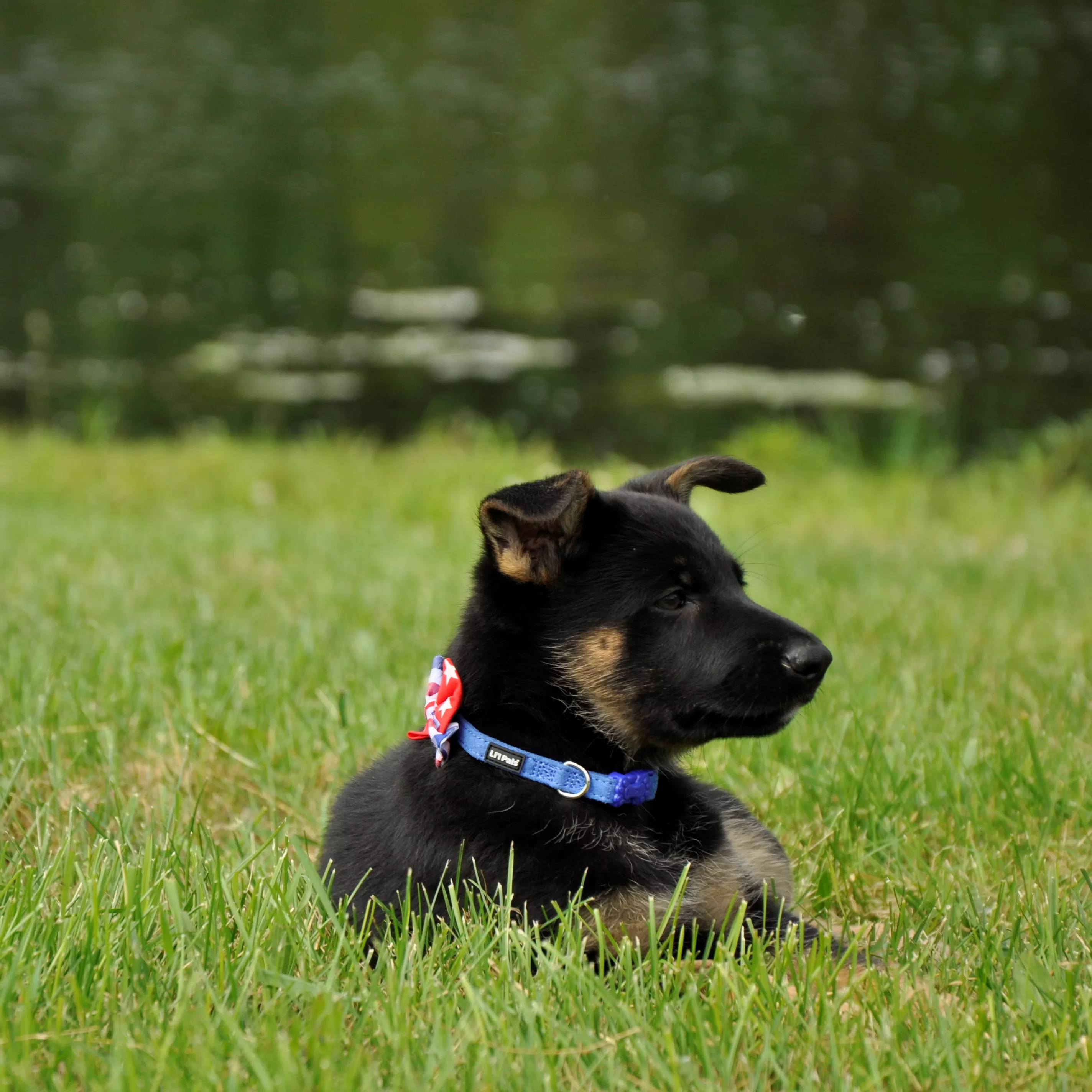 A black puppy is outdoors in a grassy area wearing a blue microfiber collar with a multicolored fabric bow. The bow features bright red, blue, and white star shapes. The collar includes a black plastic buckle. The background shows grass, water, and blurred foliage.