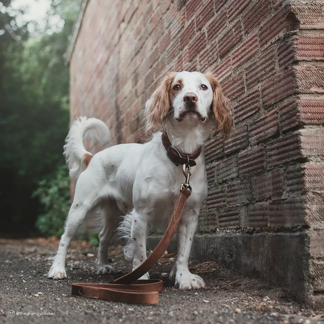 A dog stands outdoors wearing the Circle T® Rustic Leather Town Dog Collar and Leash in Chocolate. The collar is crafted from chocolate‑brown rustic leather and features a brass‑colored buckle and matching D‑ring. The coordinating leash attaches to the collar’s hardware and extends forward from the dog. The leather shows natural grain and a matte finish. The background includes a paved walkway, greenery, and a wooden structure in soft neutral tones.