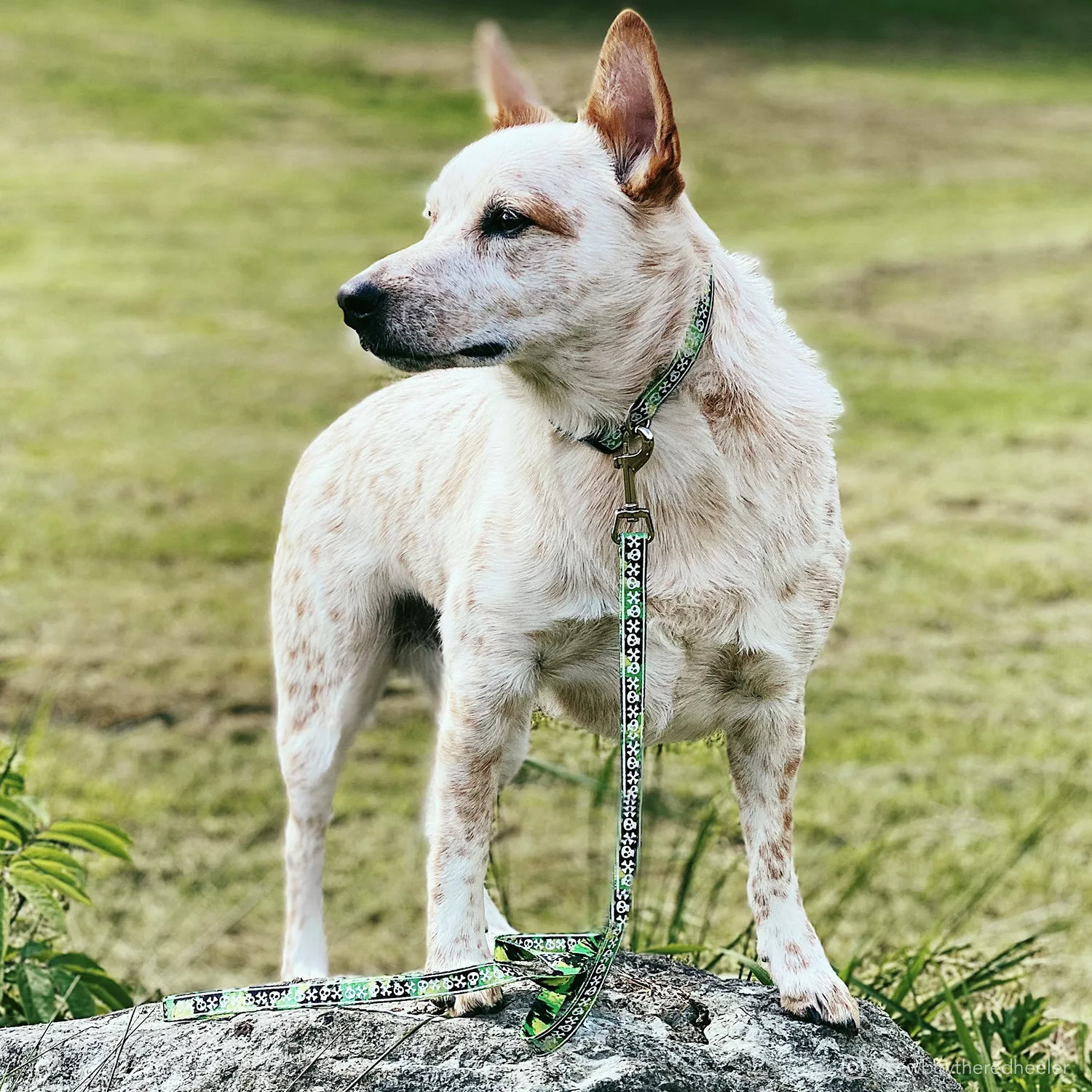 A white dog with upright ears is outdoors wearing a lime‑green reflective leash connected to a collar. The leash strap features lime woven webbing with a light‑gray reflective strip laser‑etched with small skull‑and‑crossbones shapes. A silver swivel snap attaches the leash to the collar. The dog is standing on grass and rocks with blurred oak leaves and greenery in the background.