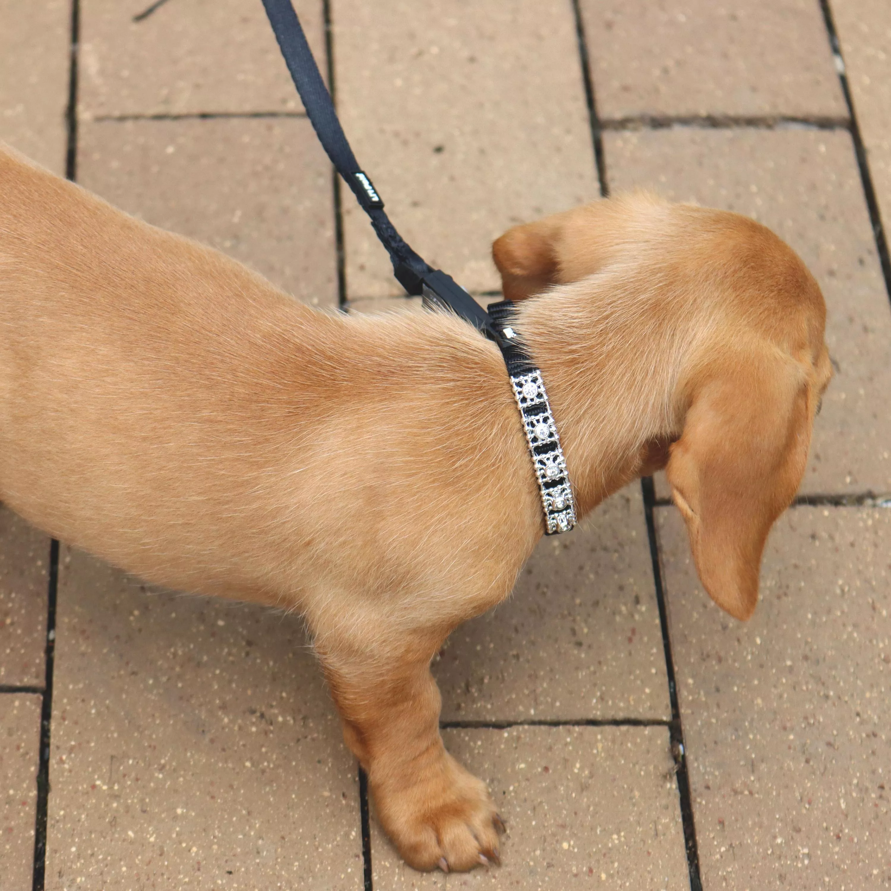 Photo of a  tan dachshund puppy walking on a paved surface while wearing the Li'l Pals Jeweled Nylon Dog Collar in Black. The collar features clear jewel embellishments set along the black strap. A black Li'l Pals Dog Leash with E‑Z Snap® is clipped to the collar’s metal D‑ring and extends upward out of the frame. The puppy walks forward with its head down as it investigates the ground.