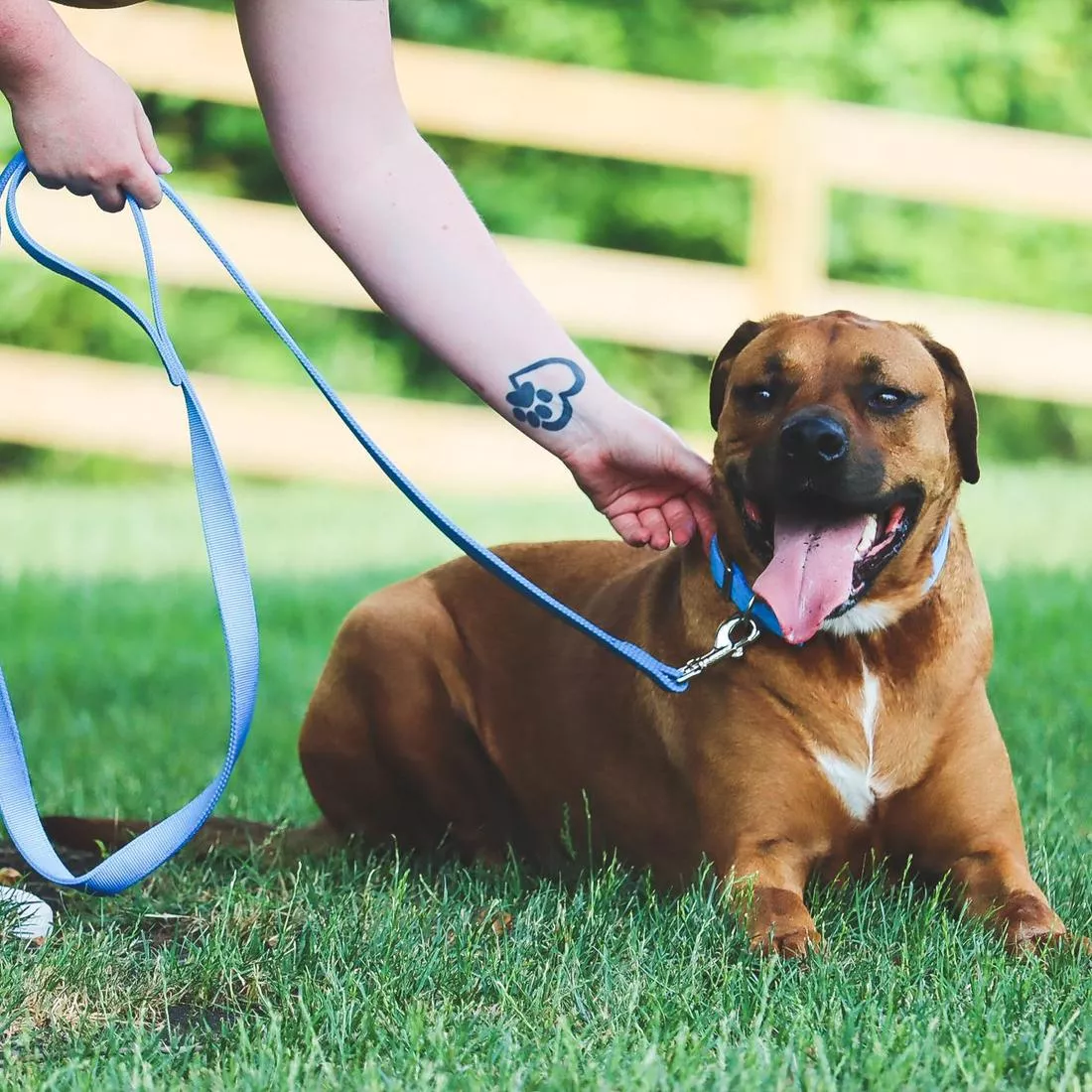 A dog with a short brown coat sits outdoors on grass beside a person whose lower body is visible. The dog wears a blue lagoon double‑ply nylon collar with reinforced stitching, a silver‑tone metal buckle, and a silver‑tone metal D‑ring. A matching blue lagoon double‑ply leash is attached to the collar using a silver‑tone metal swivel clasp. The leash has a smooth, woven texture and visible stitching along the strap. The background shows a wooden fence, green grass, and trees.