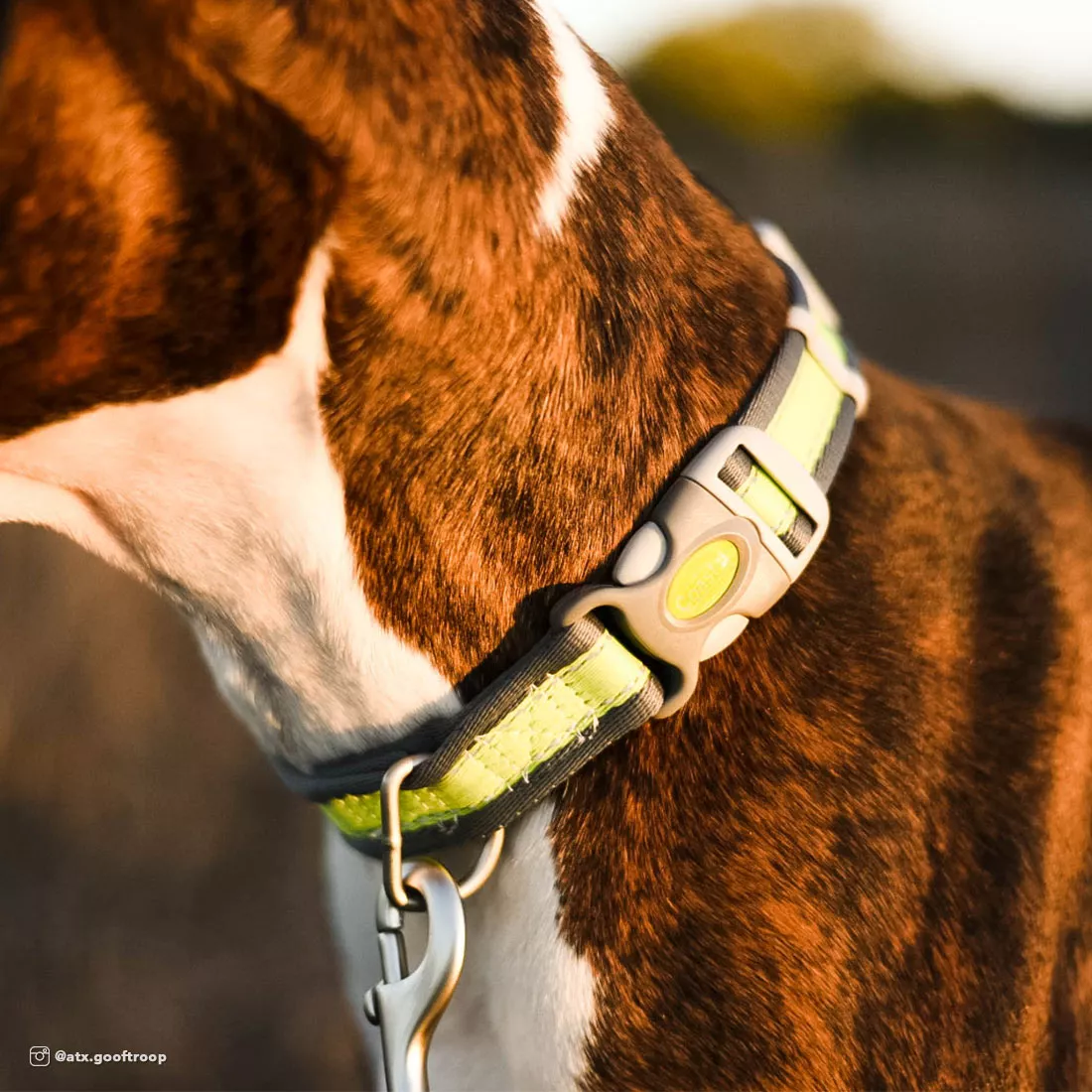 A brown-and-white dog stands outdoors wearing a bright green reflective collar with gray trim and gray plastic hardware. A matching bright green reflective leash attaches to the collar and extends upward to a person standing nearby. Trees, rocks, and natural sunlight form the background.