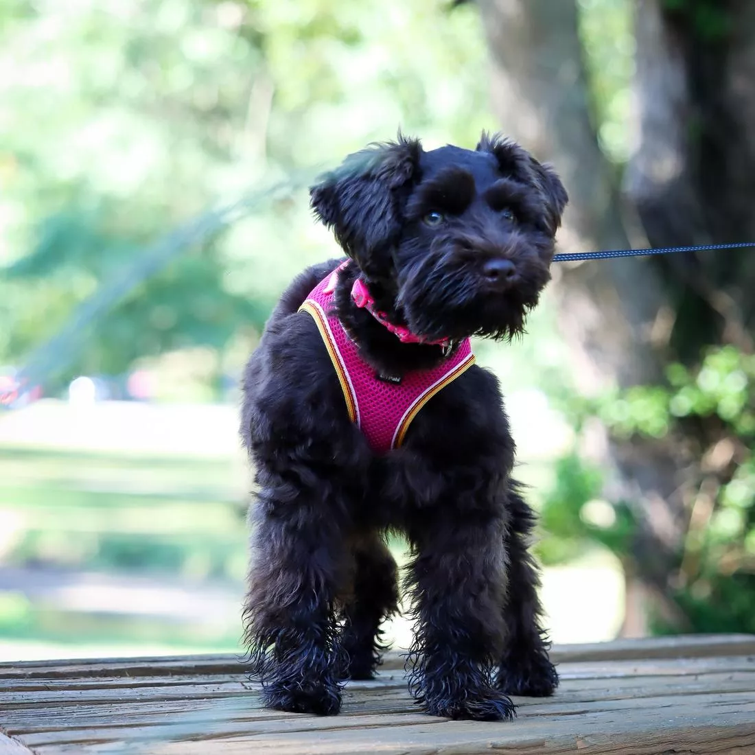 Photo of a  black dog outdoors wearing the Li'l Pals Comfort Mesh Dog Harness in Pink Bright. The harness features vivid pink mesh with contrasting black trim and a padded chest panel. A silver D‑ring and matching pink strap attach to the leash. The dog stands on a wooden walkway surrounded by greenery in soft daylight.