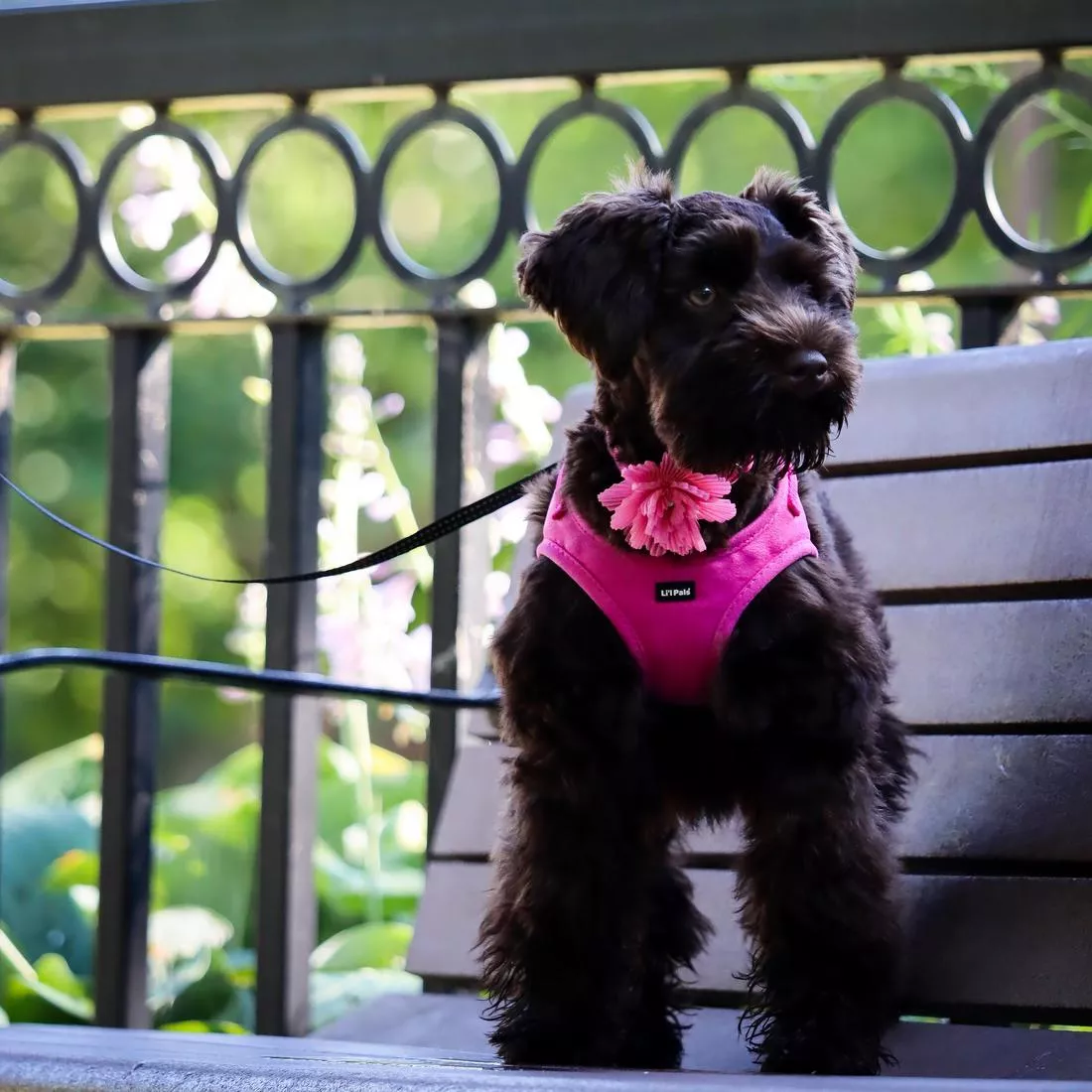 A small black dog is outdoors wearing a matching pink harness and pink microfiber collar. The collar features a large pink flower embellishment with layered petals, along with a black plastic buckle. The dog is standing in front of a decorative black metal fence with green foliage behind it.